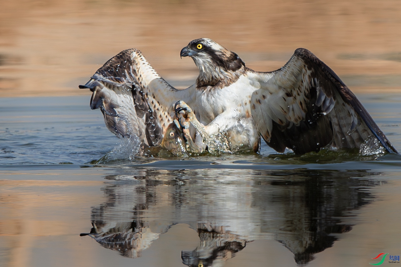 AY8I0089����-����ǿ-NR ����.jpg