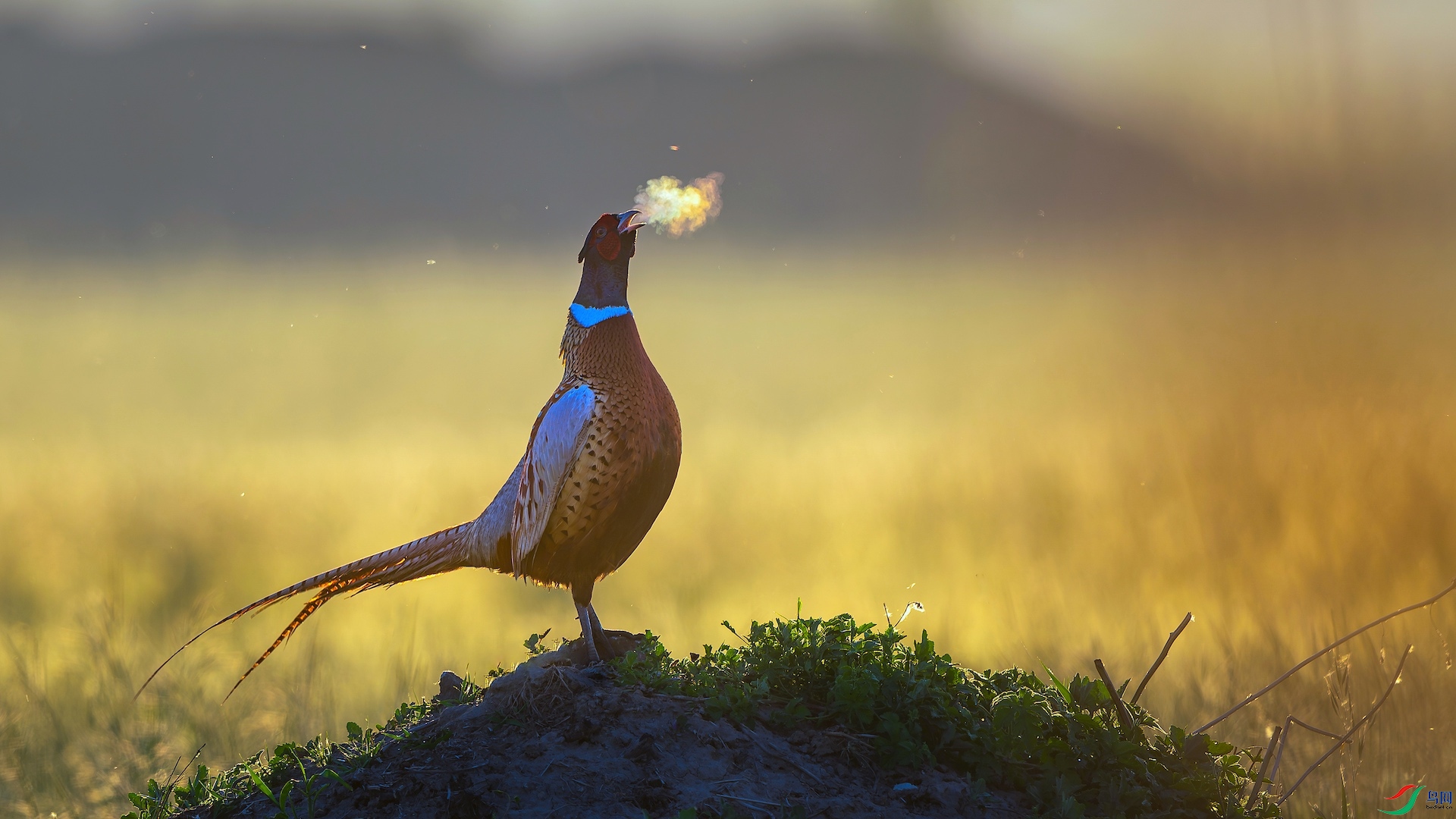 1_XXL1221-����ǿ-NR-2 �����ĸ���-1 2.jpeg