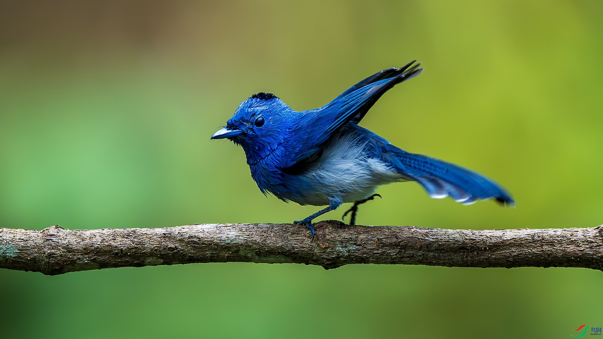 1_XXL1433-����ǿ-NR ����.jpeg