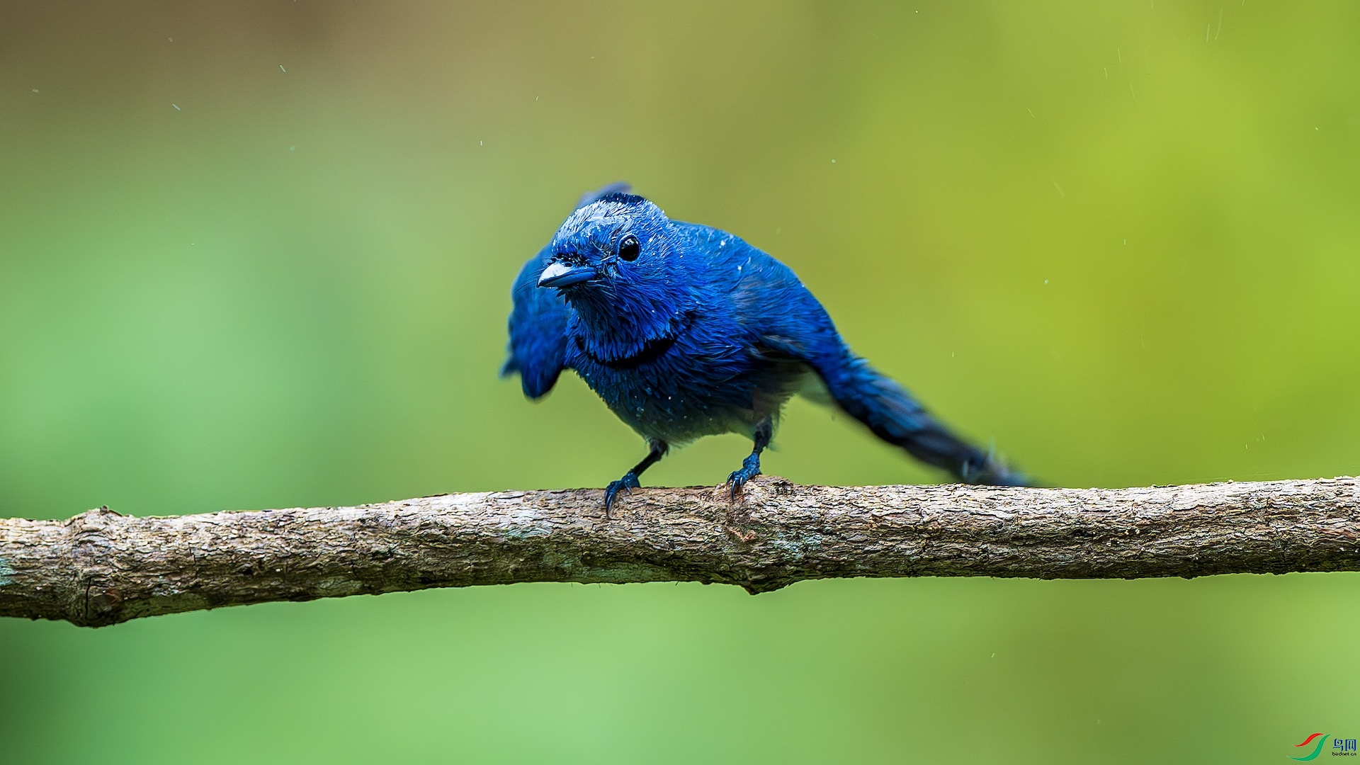 1_XXL1436-����ǿ-NR ����.jpeg