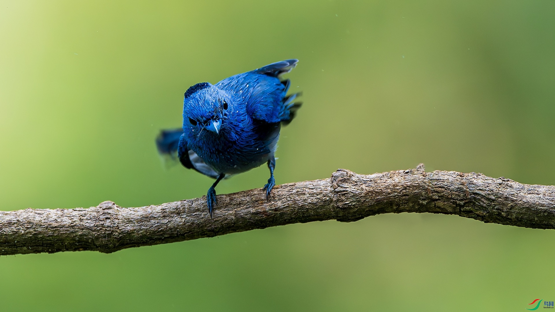 1_XXL1460-����ǿ-NR ����.jpeg