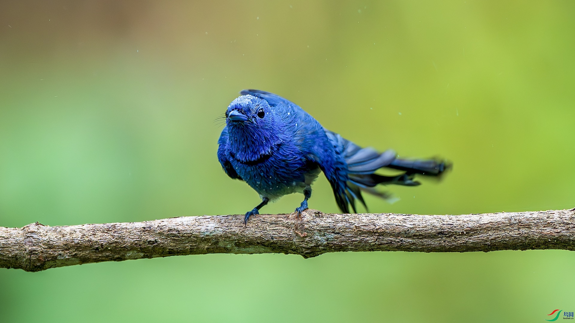 1_XXL1437-����ǿ-NR ����.jpeg