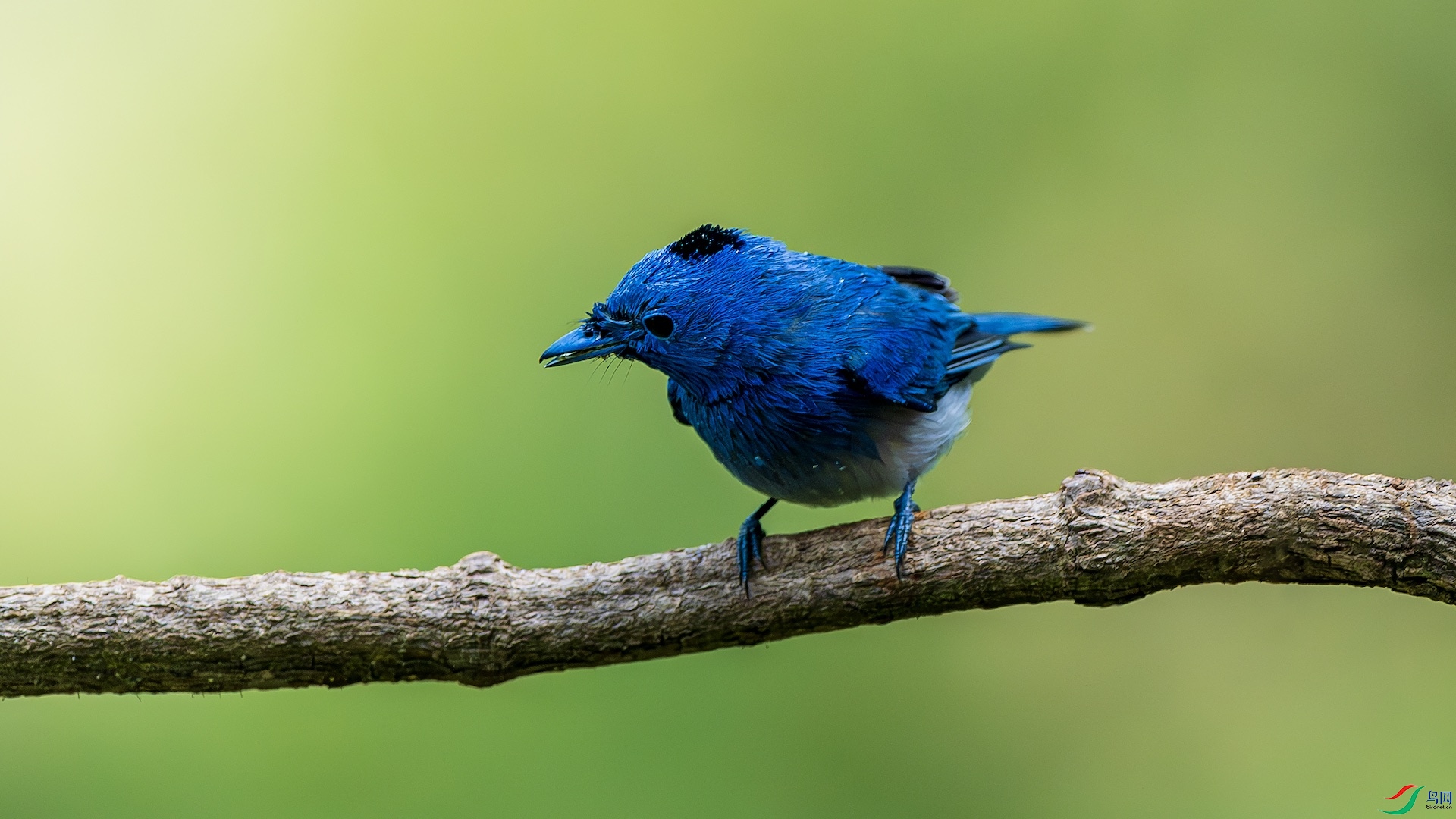 1_XXL1471-����ǿ-NR ����.jpeg