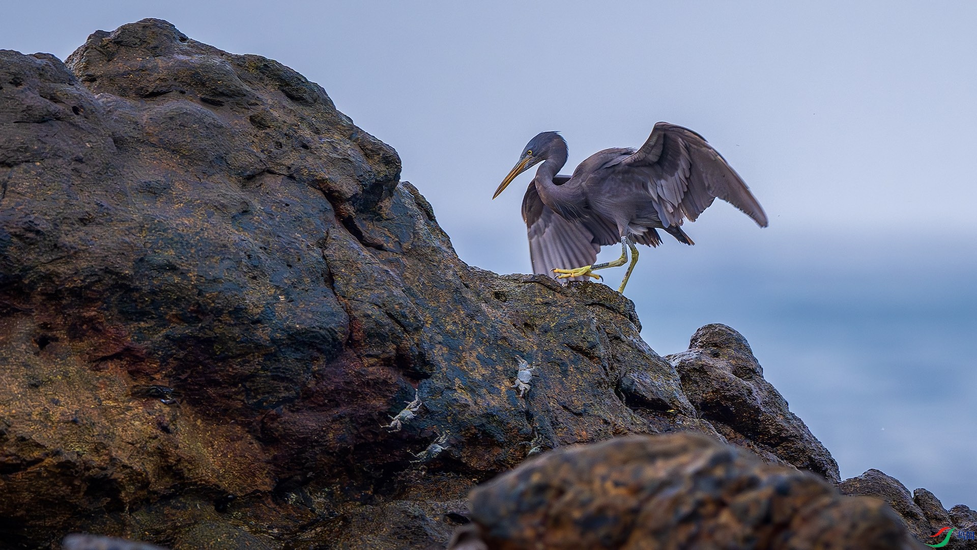 1_XXL5110-����ǿ-NR-1 ����.jpeg