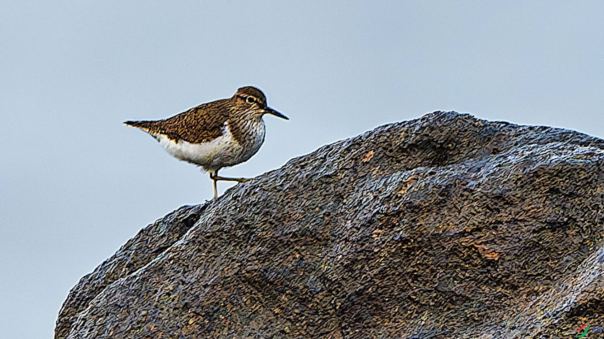 1_XXL5423-����ǿ-NR ����.jpeg