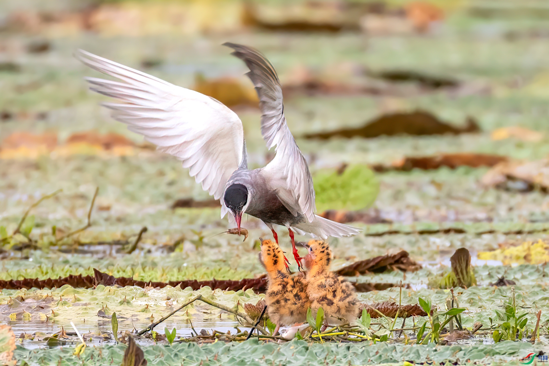 407A5897 ����-Sh----1 .jpg