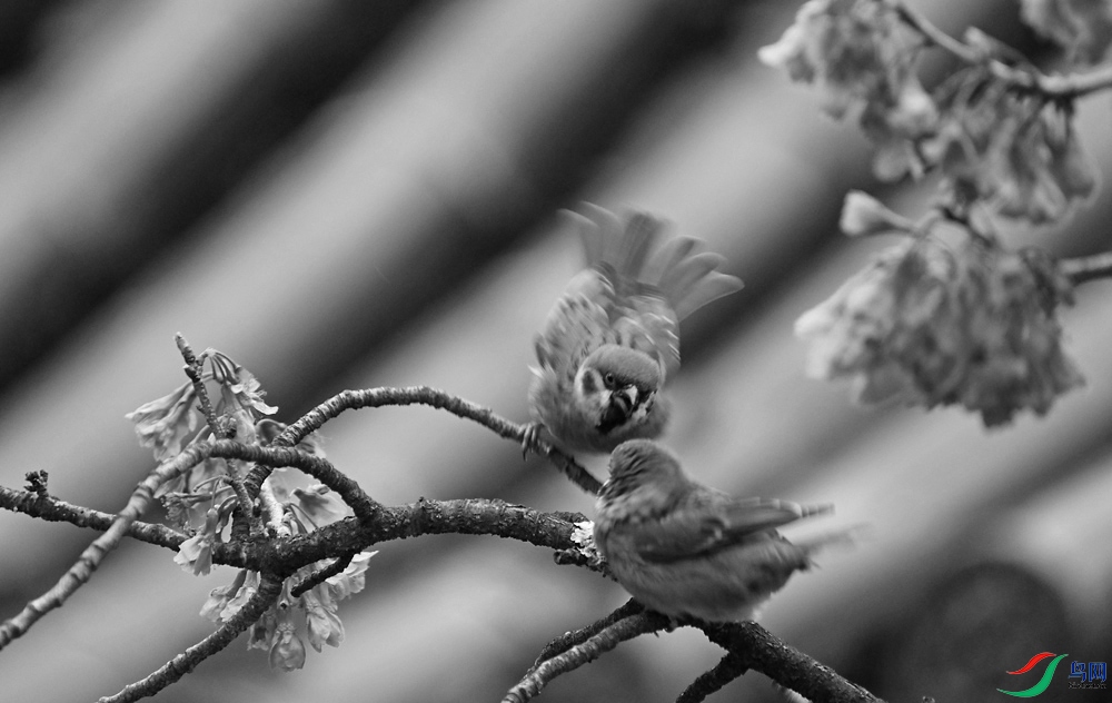 DSCF3215.1.jpg