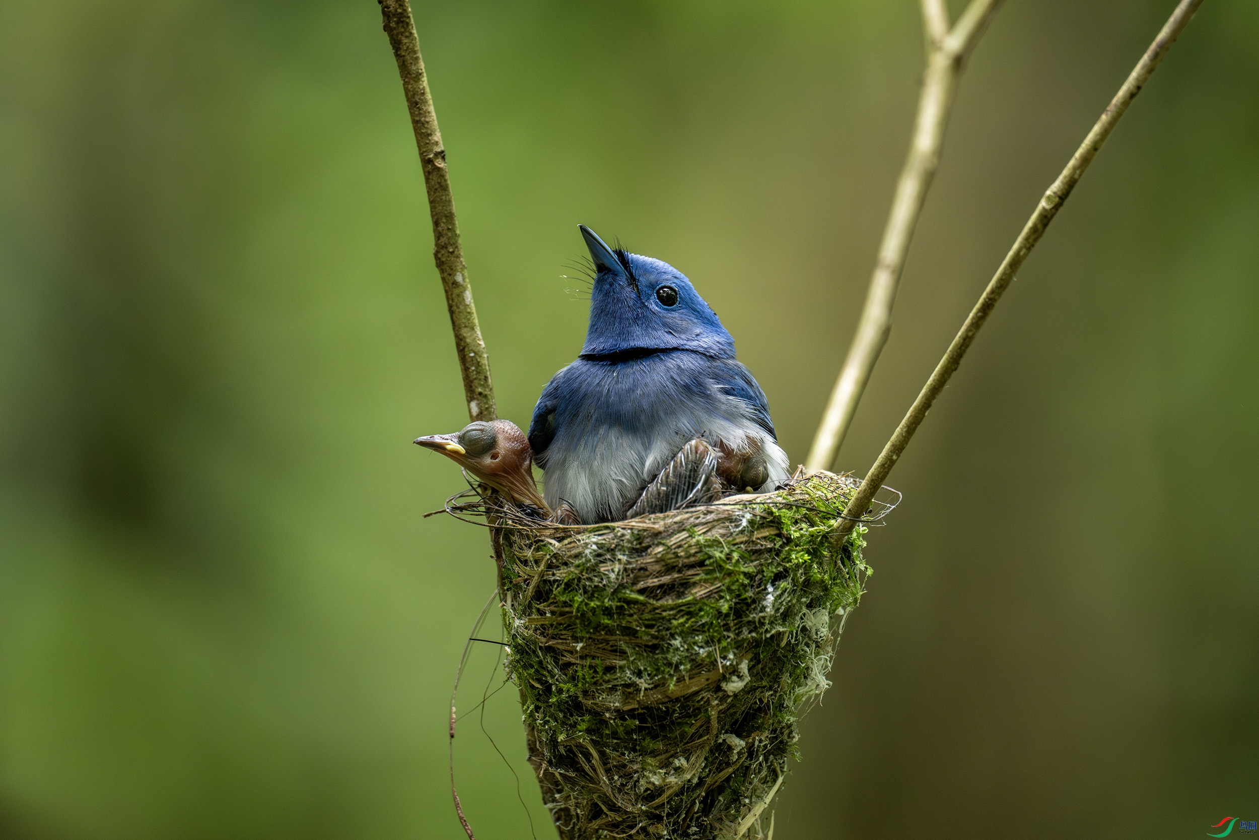 DSC_6894-����ǿ-NR.jpg
