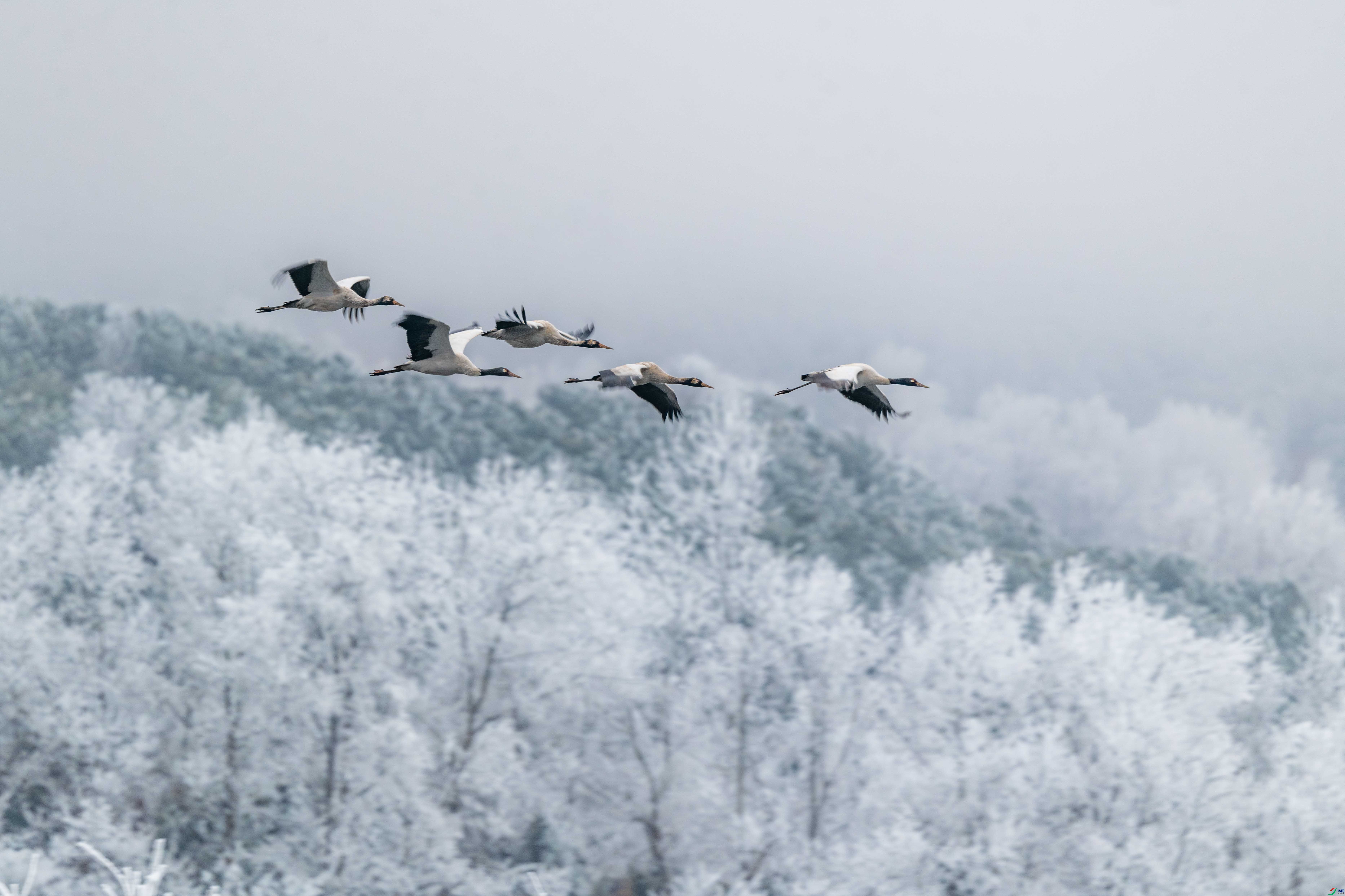 _DSC4408_1.jpg