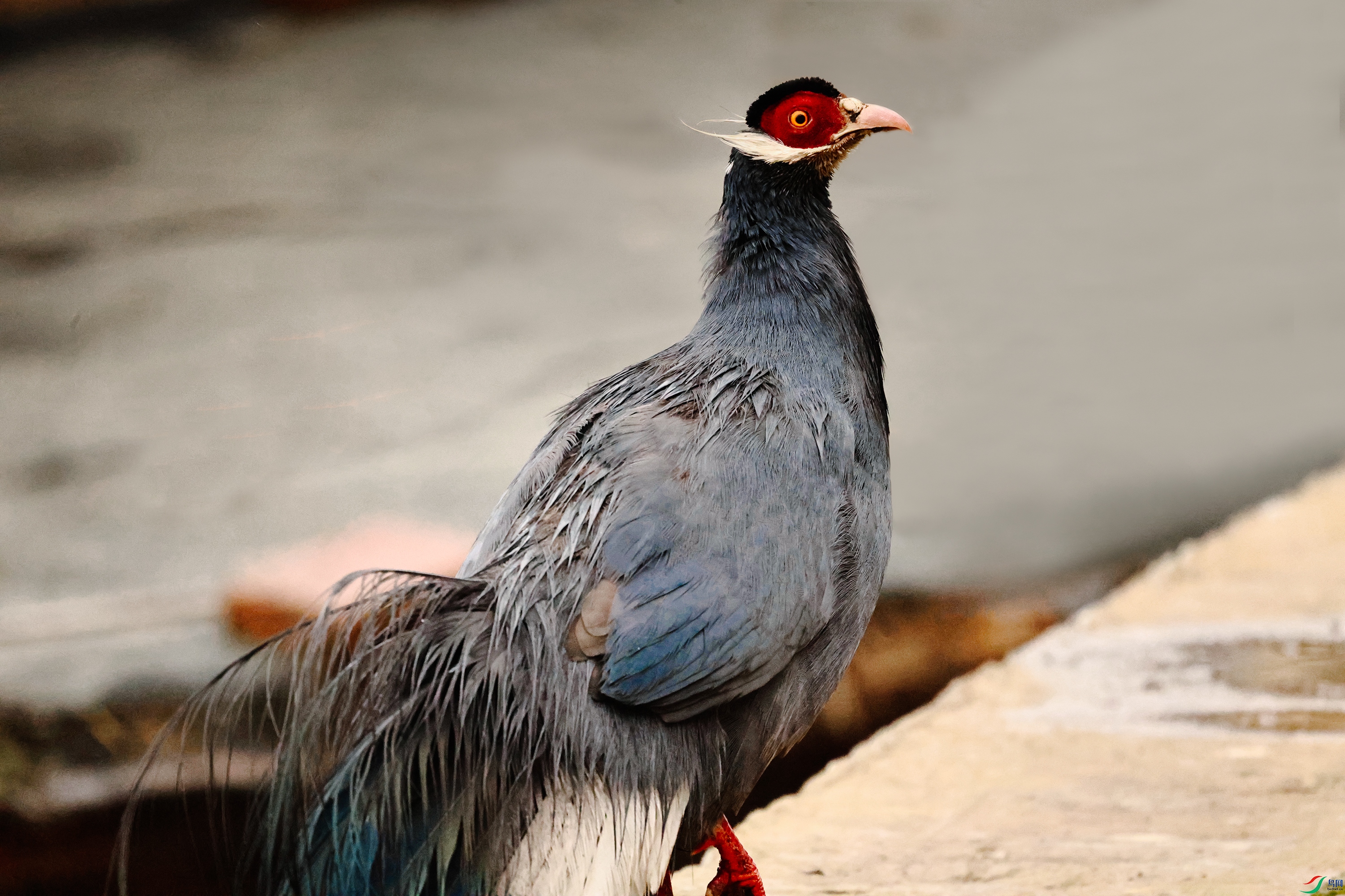 7X5A6072 ����999.jpg