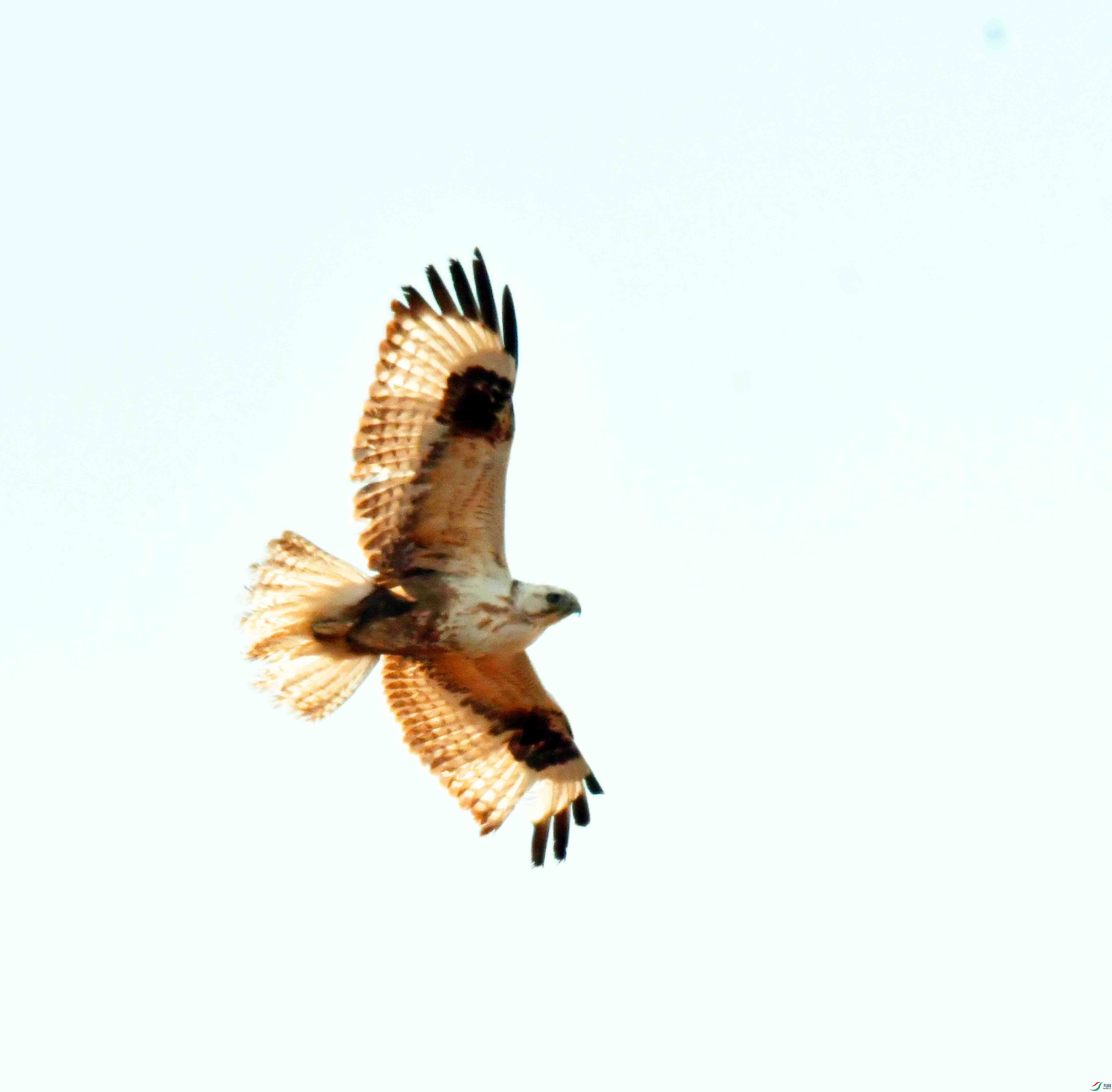 DSC_1774.JPG
