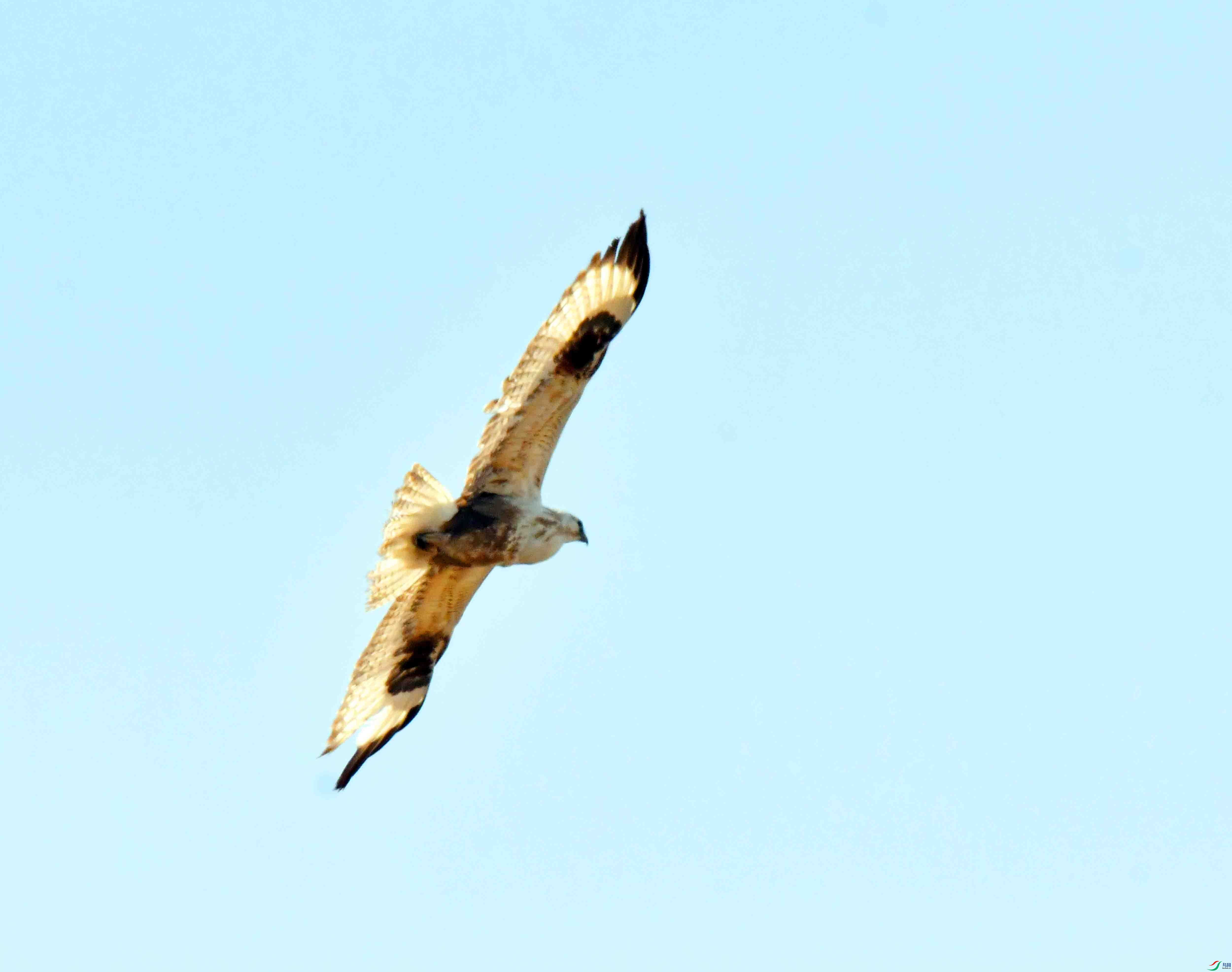 DSC_1785.JPG