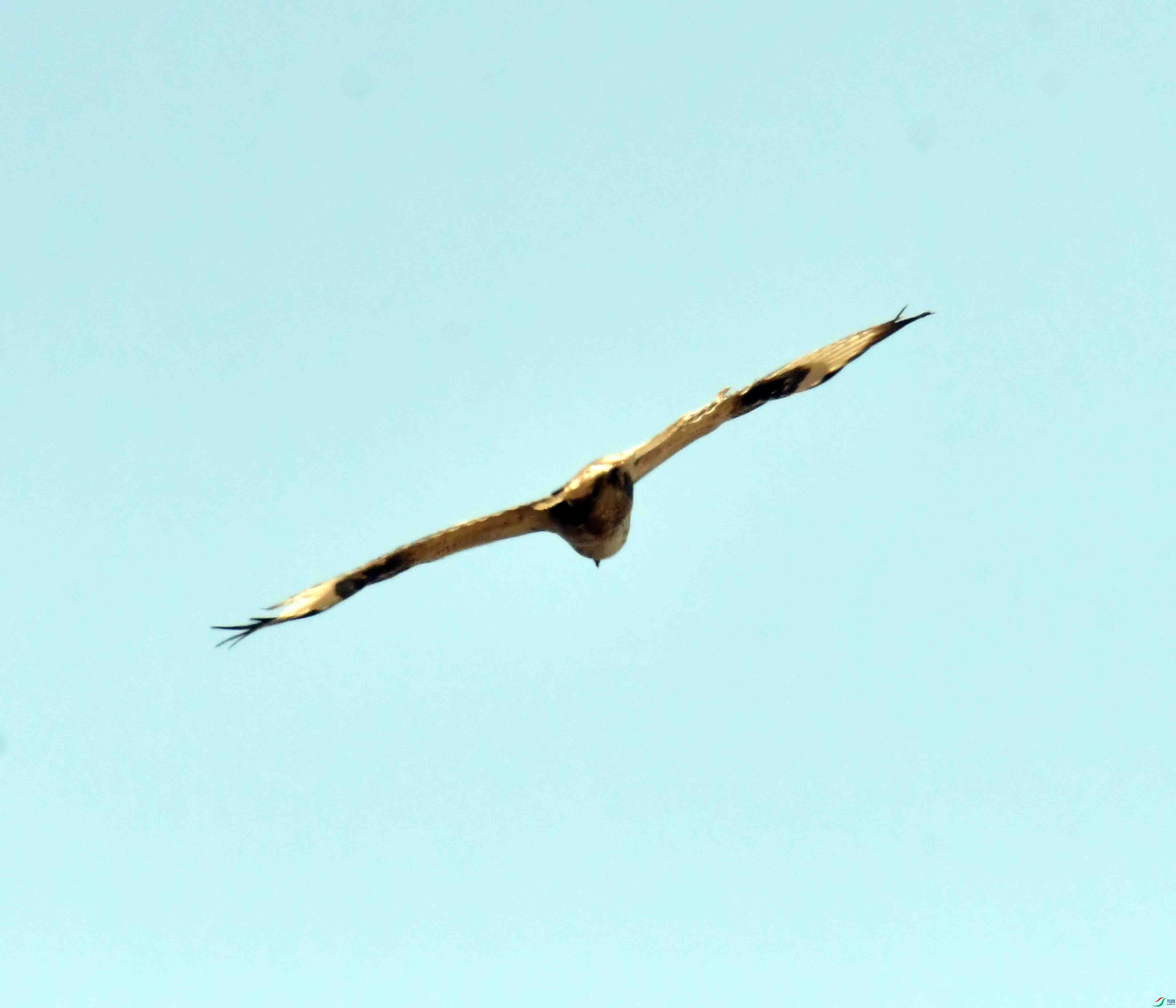 DSC_1787.JPG