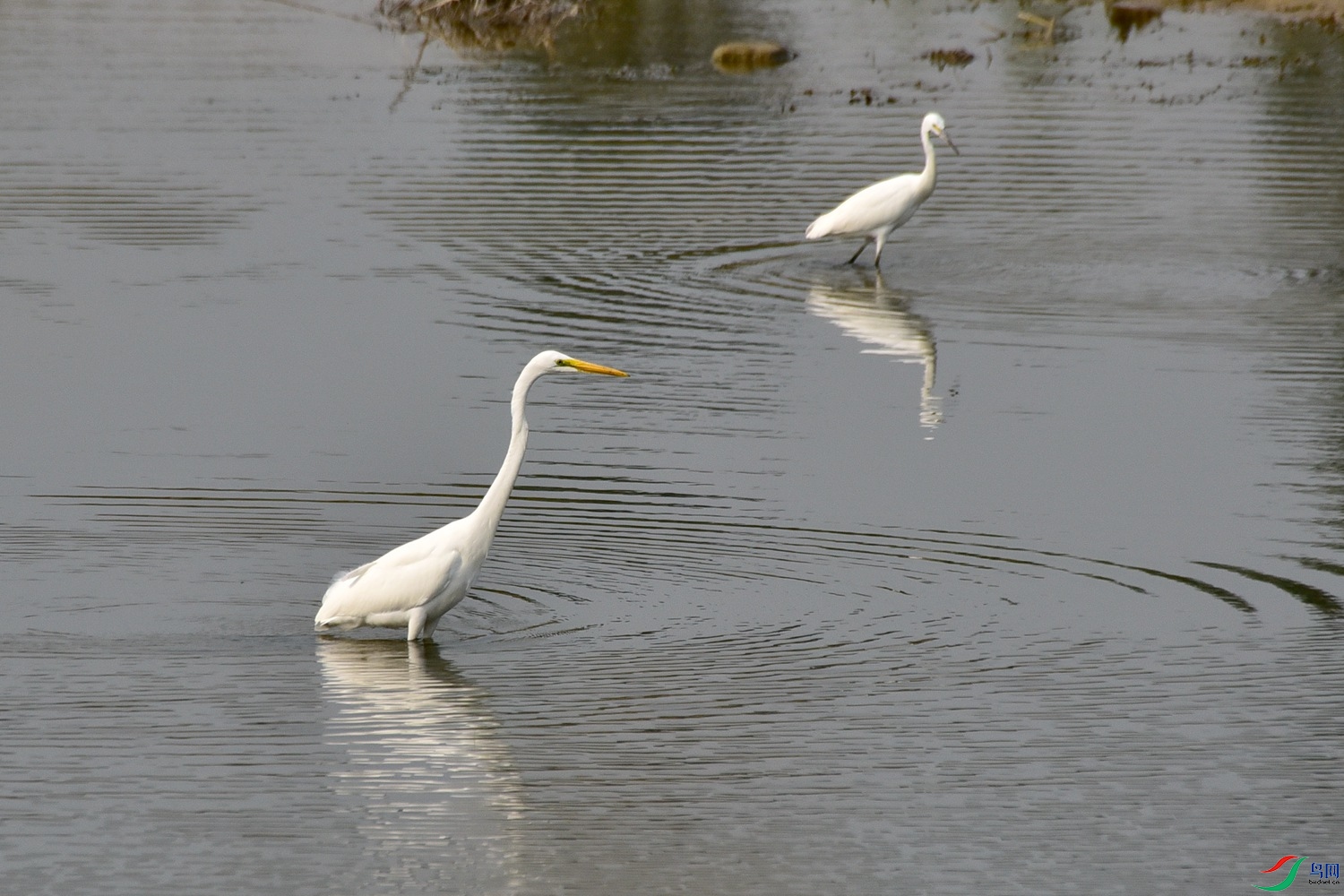 DSC_4010.JPG