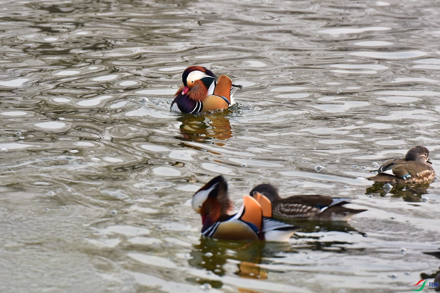 DSC_7213.JPG