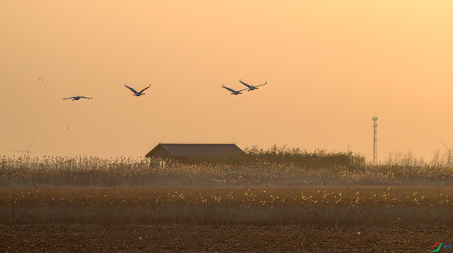 AS7I5755-Sha-----1 .jpg