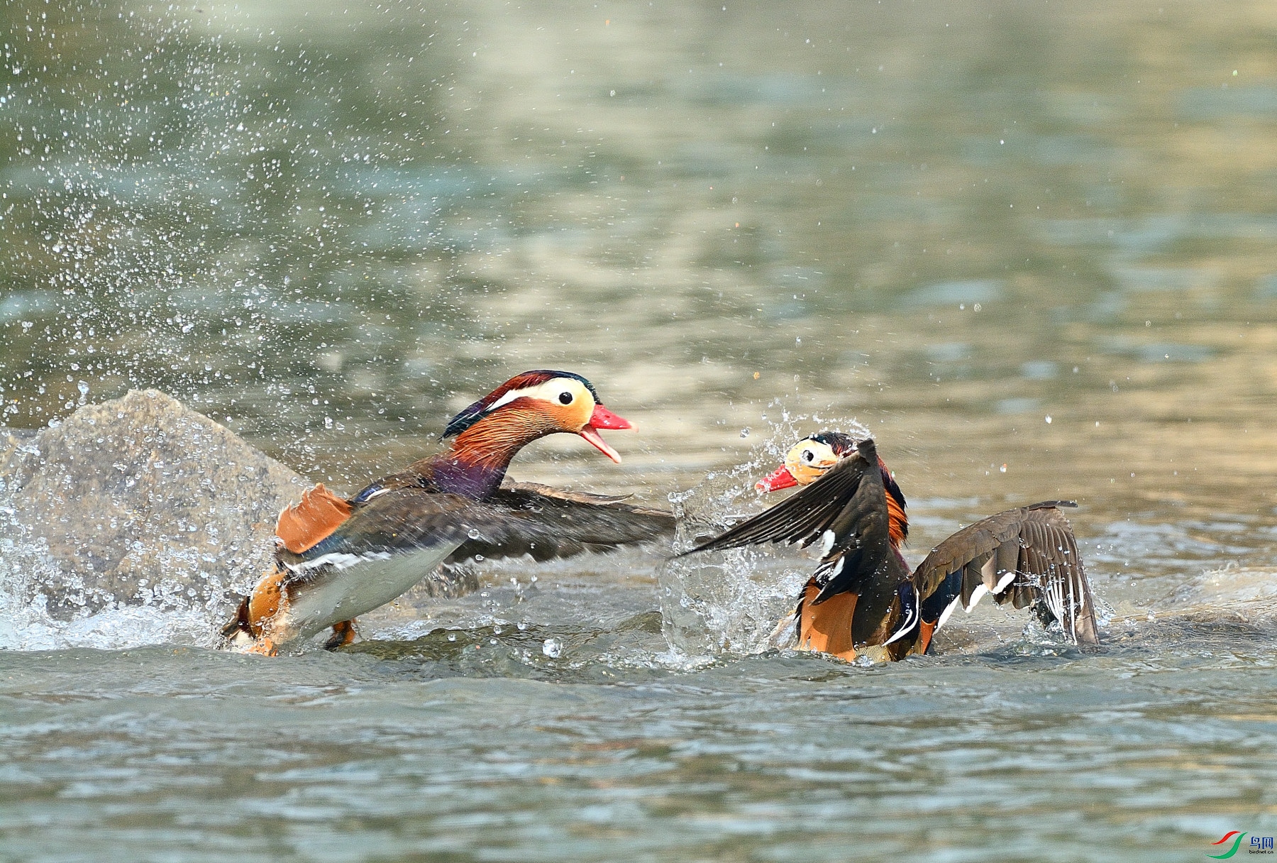DSC_4129.JPG