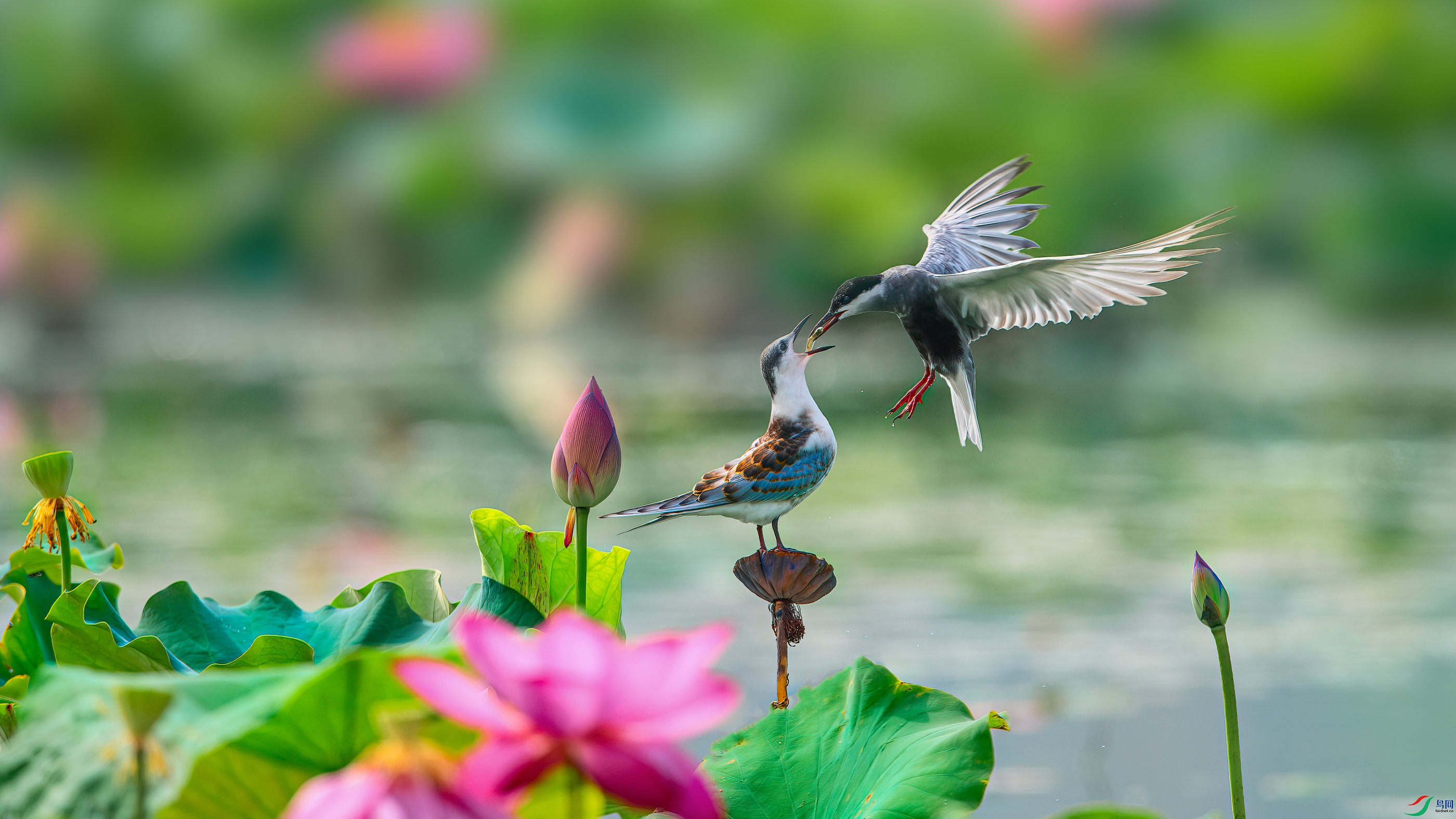 ��ƬDSC_7526-����ǿ-NR ����.jpg