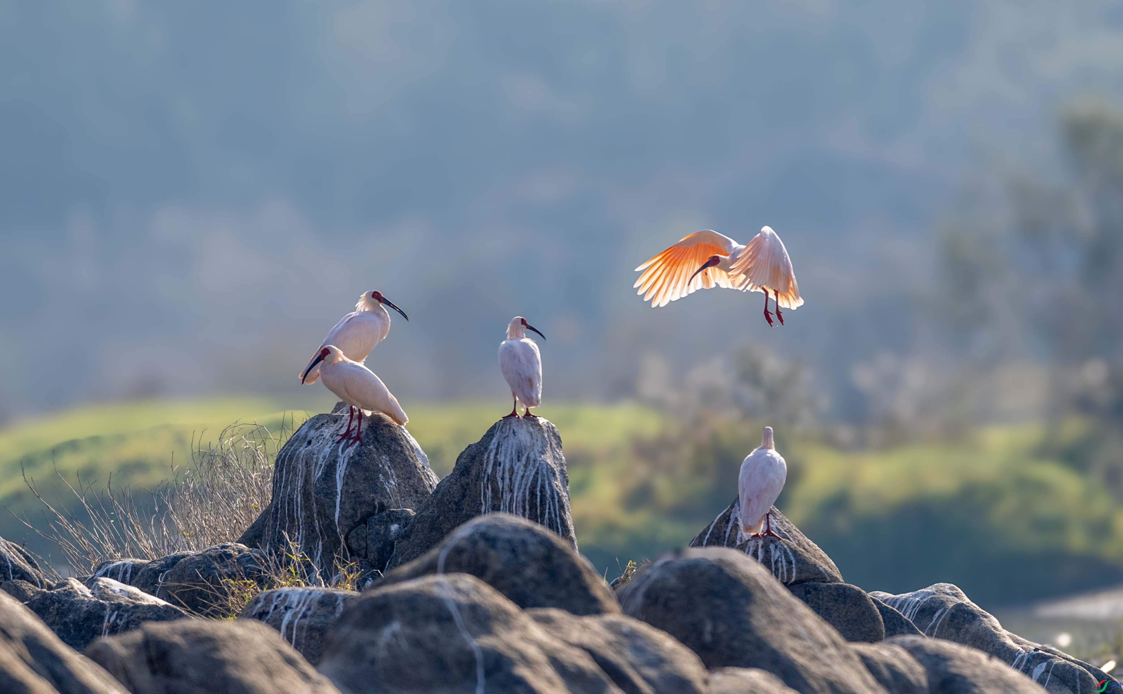 DSC_9083 ����.jpg