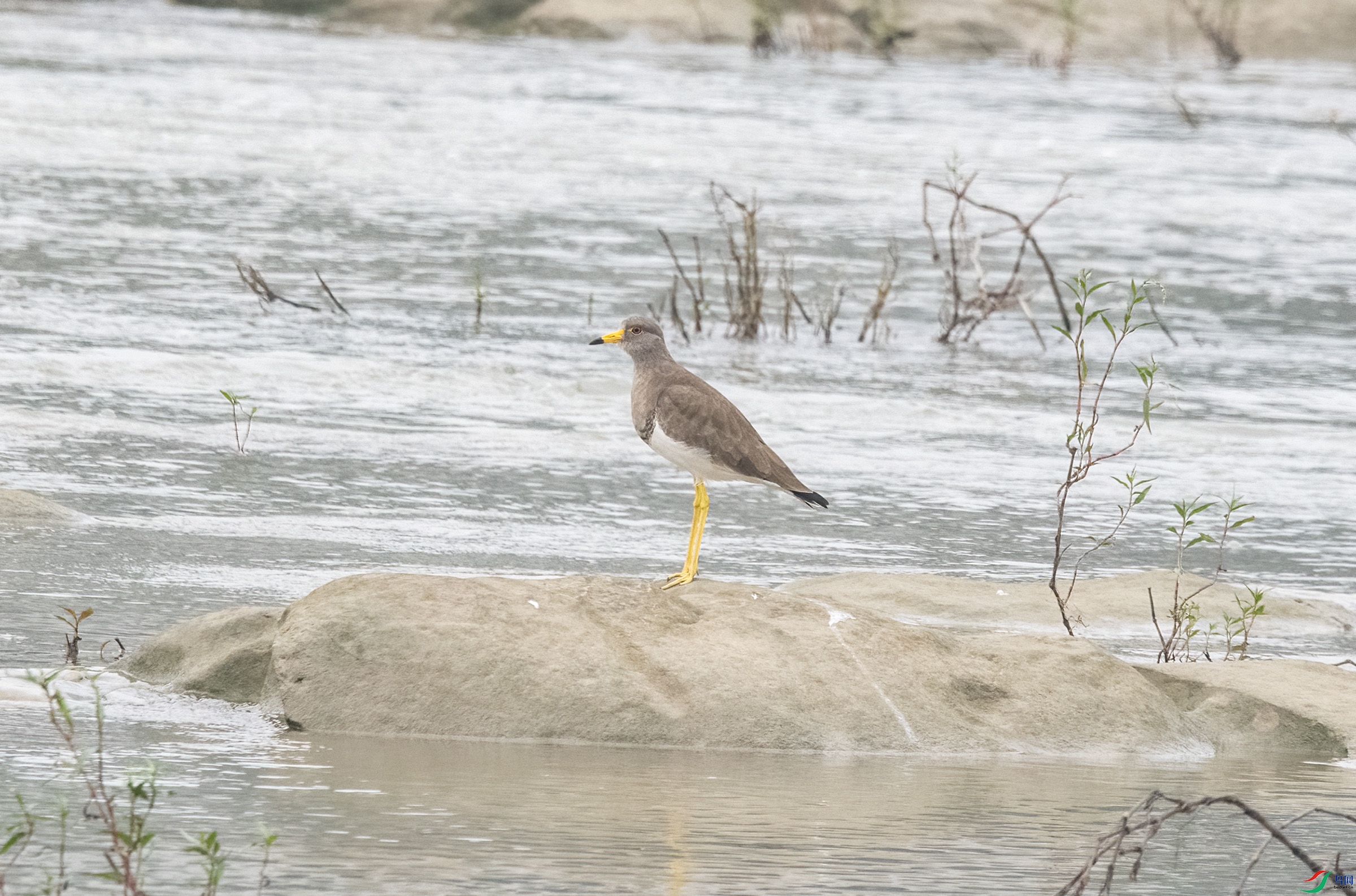 DSC_6184.jpg