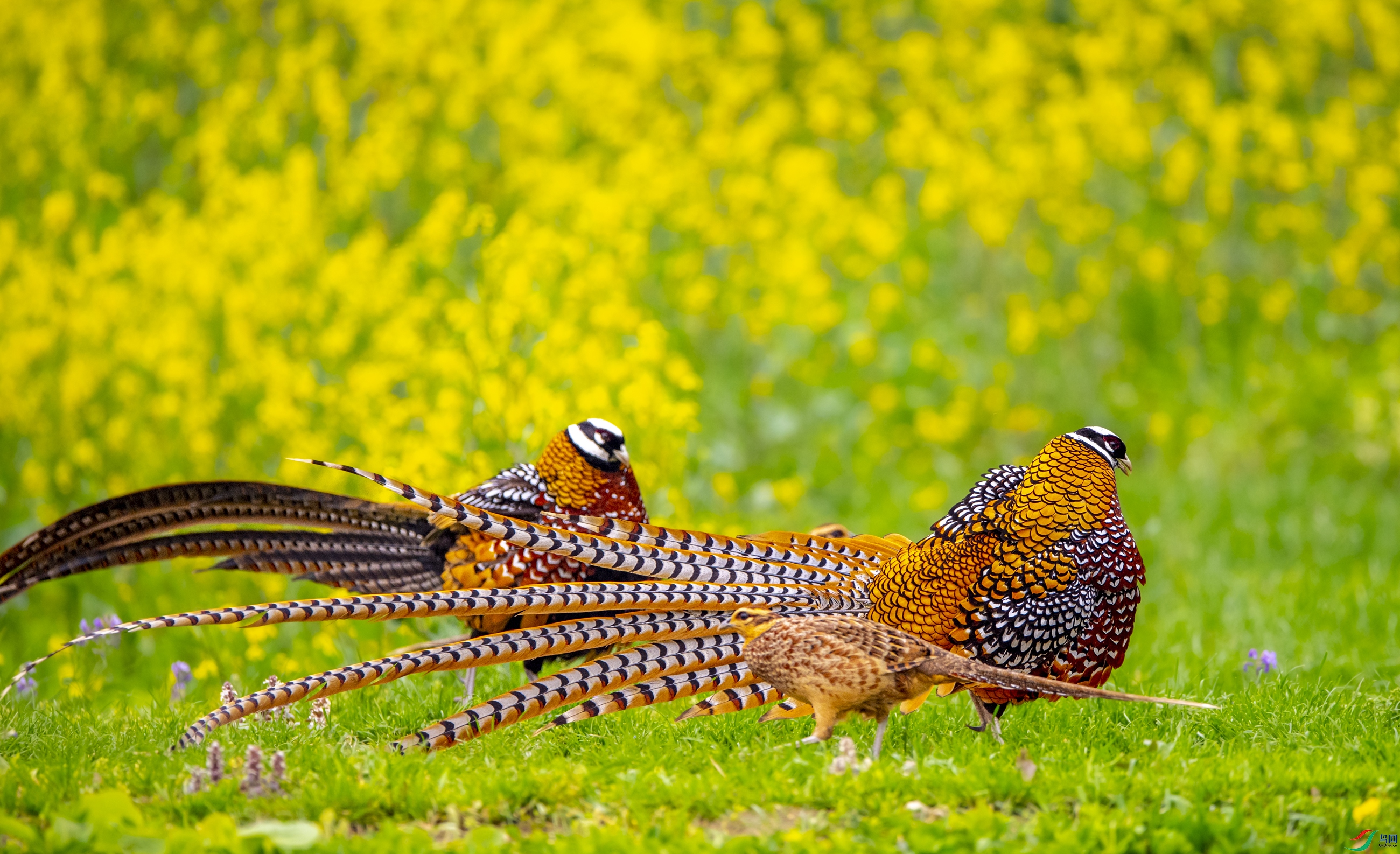DSC_6787�׹ڳ�β��.JPG