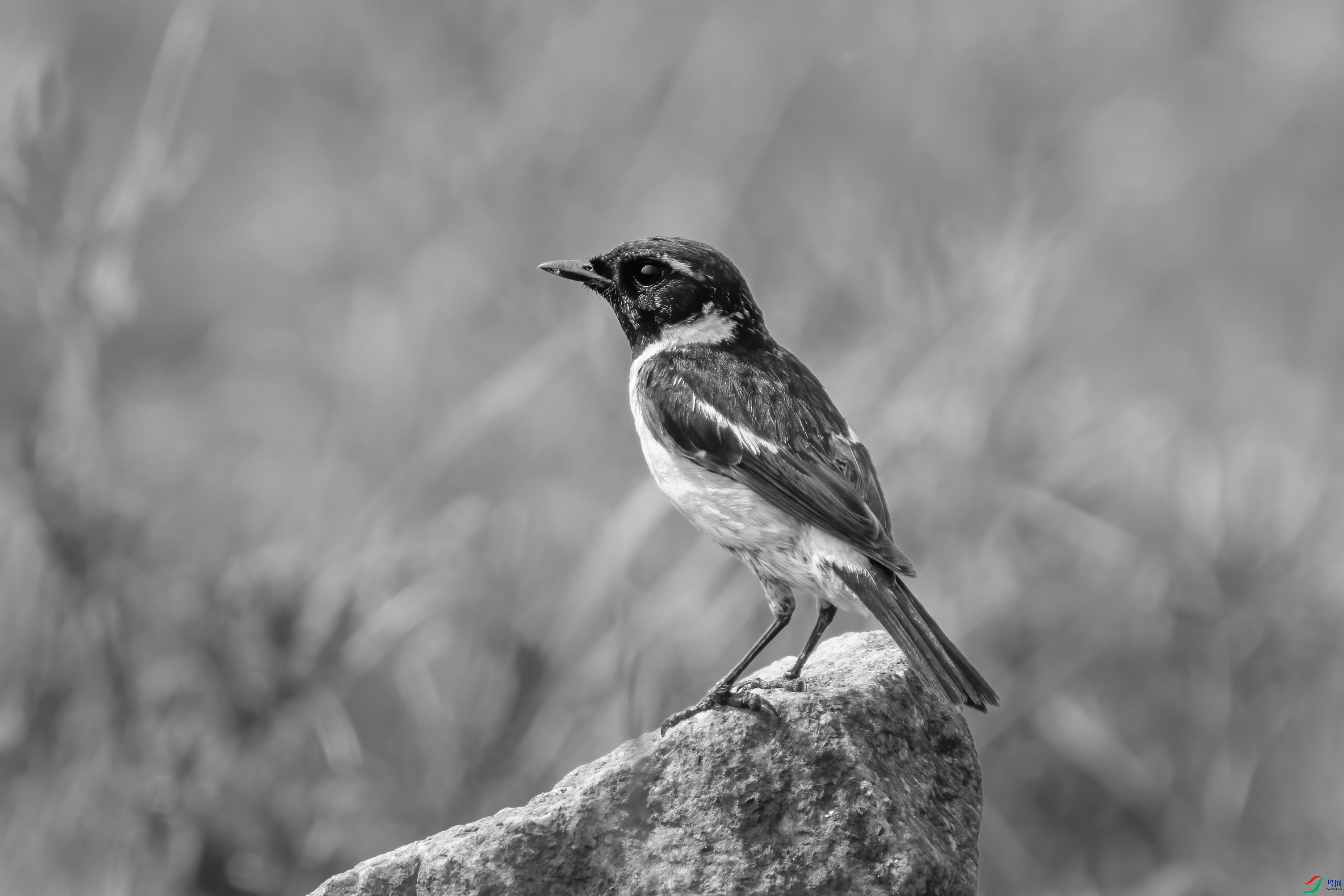 DSC01176 ����.jpg