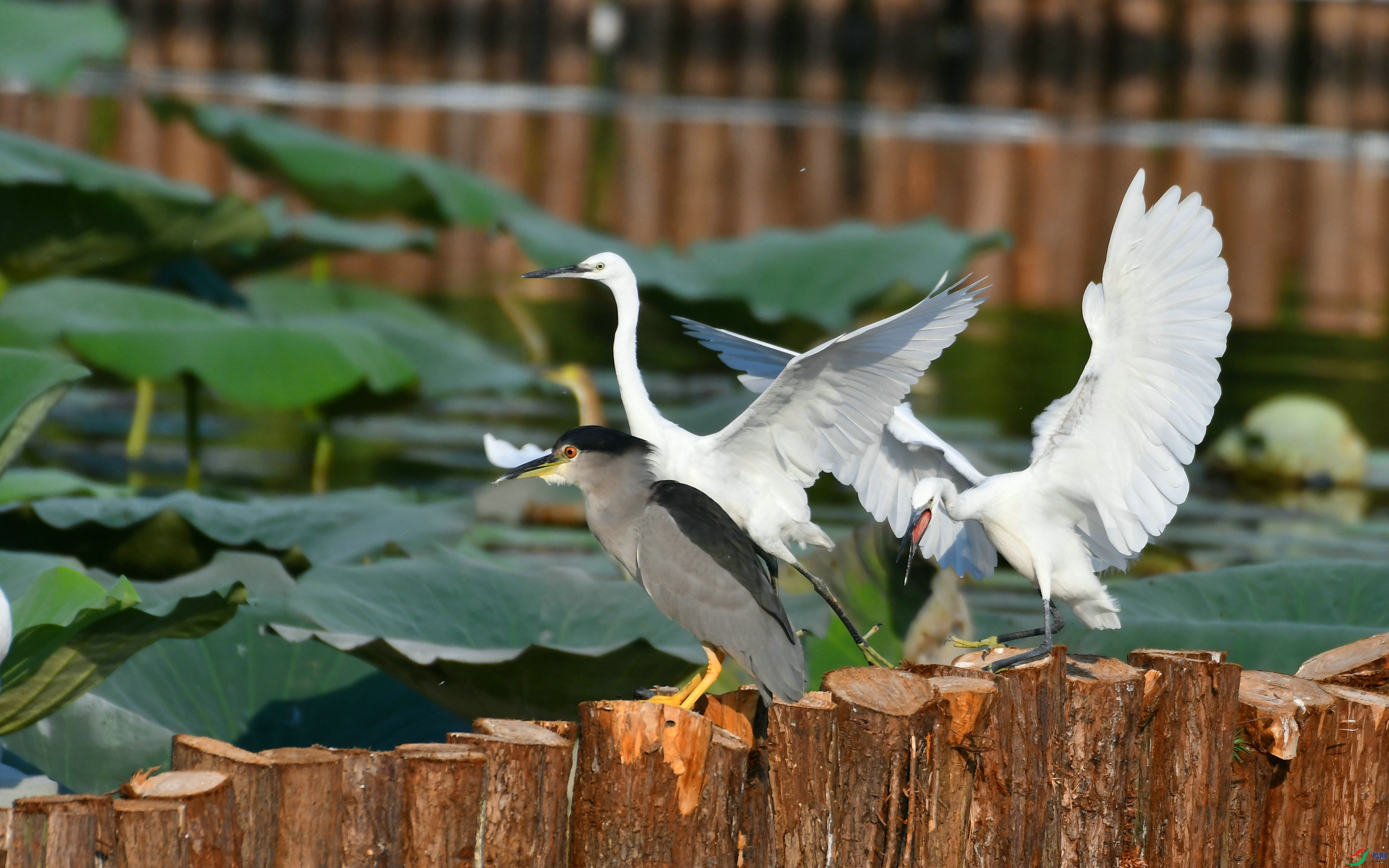 DSC_2955.JPG