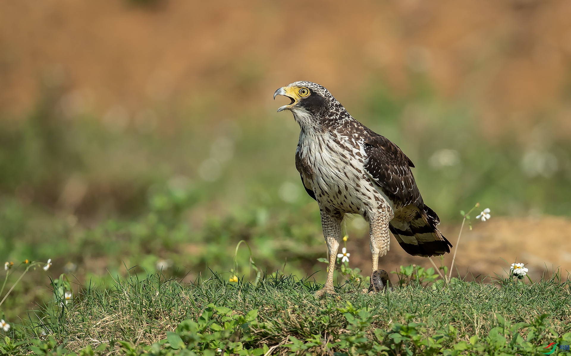 DSC_7742.jpg