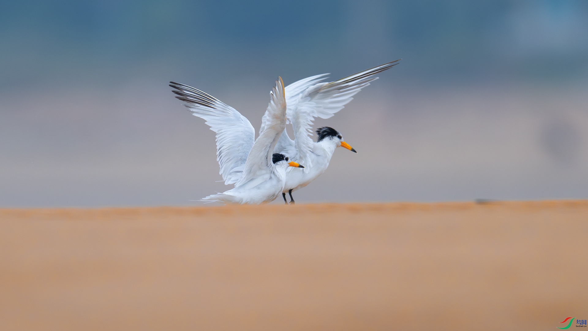 DSC_7034-����ǿ-NR.jpg