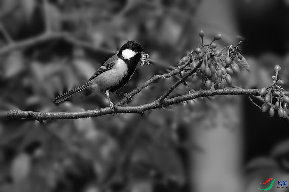 DSC_9467.JPG
