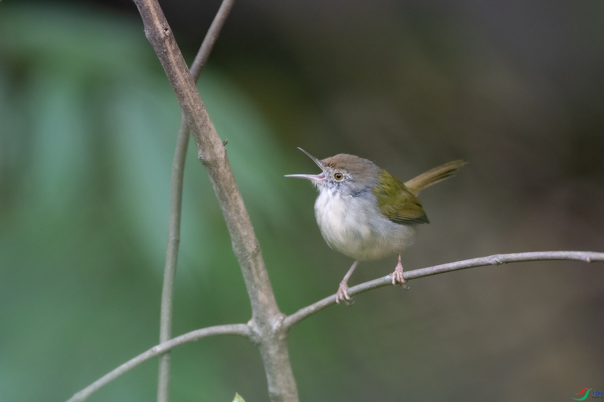DSC_2467.jpg