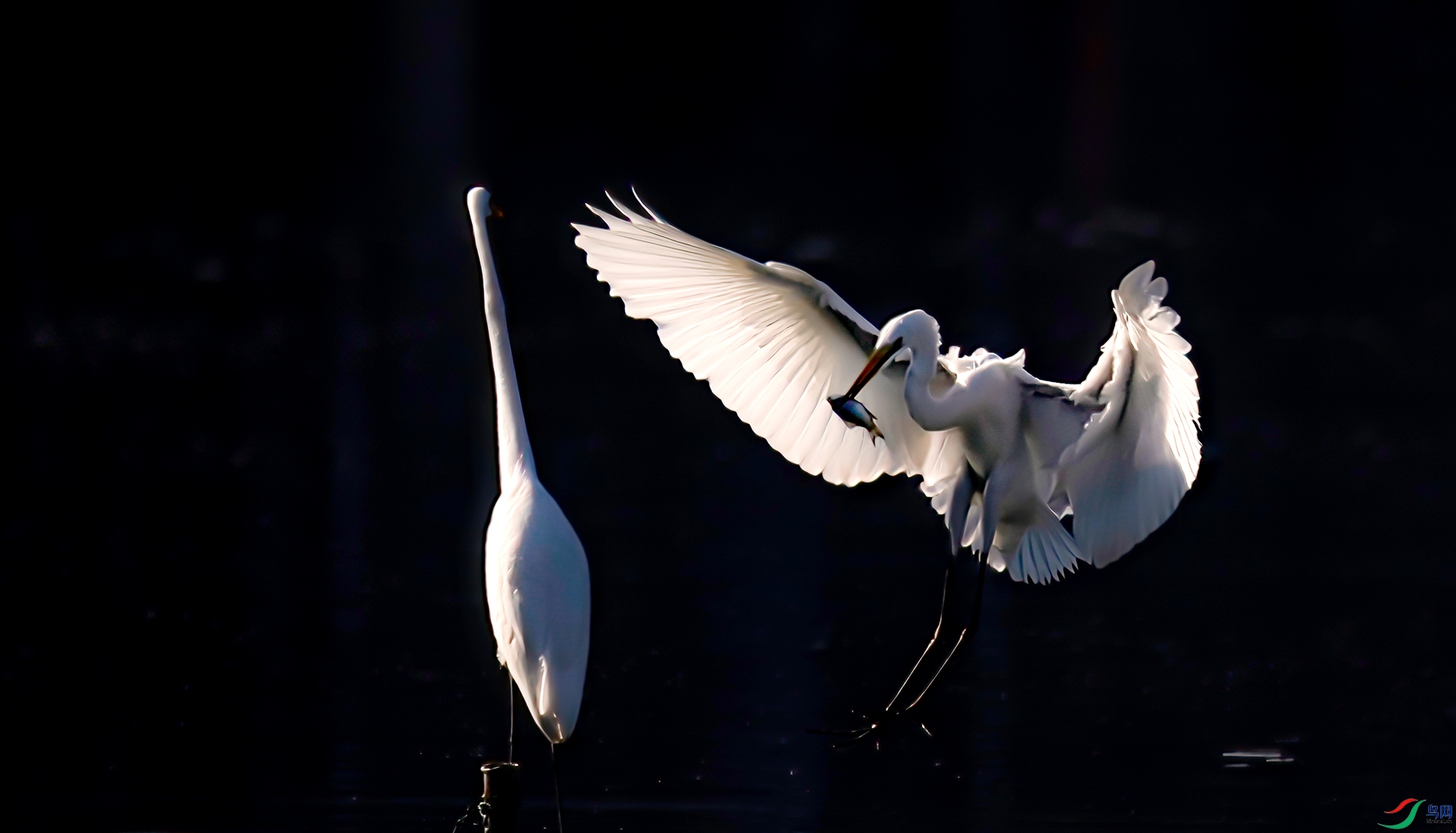 407A0129 ����-Sha-----1 .jpg