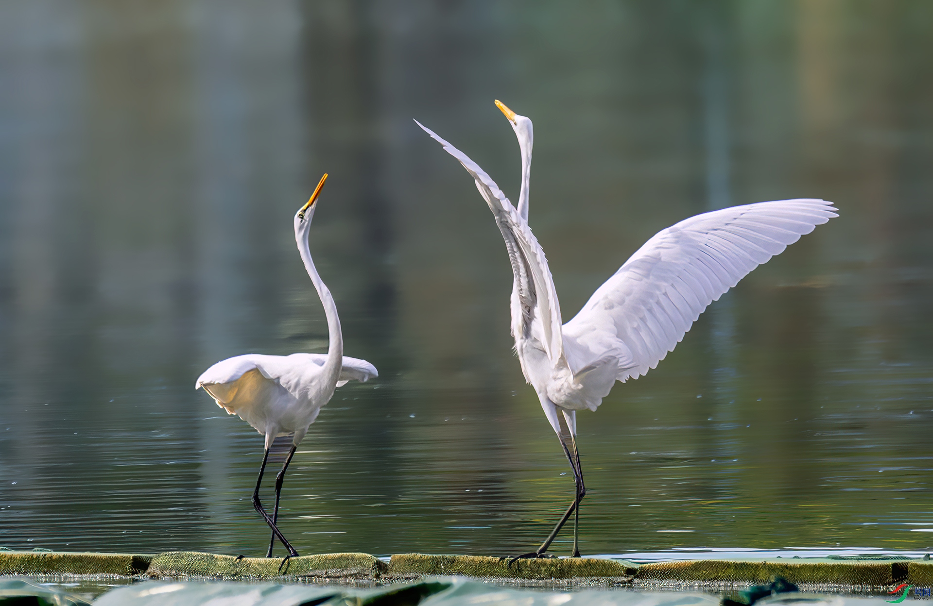 407A1200 ����-Sh---1 .jpg