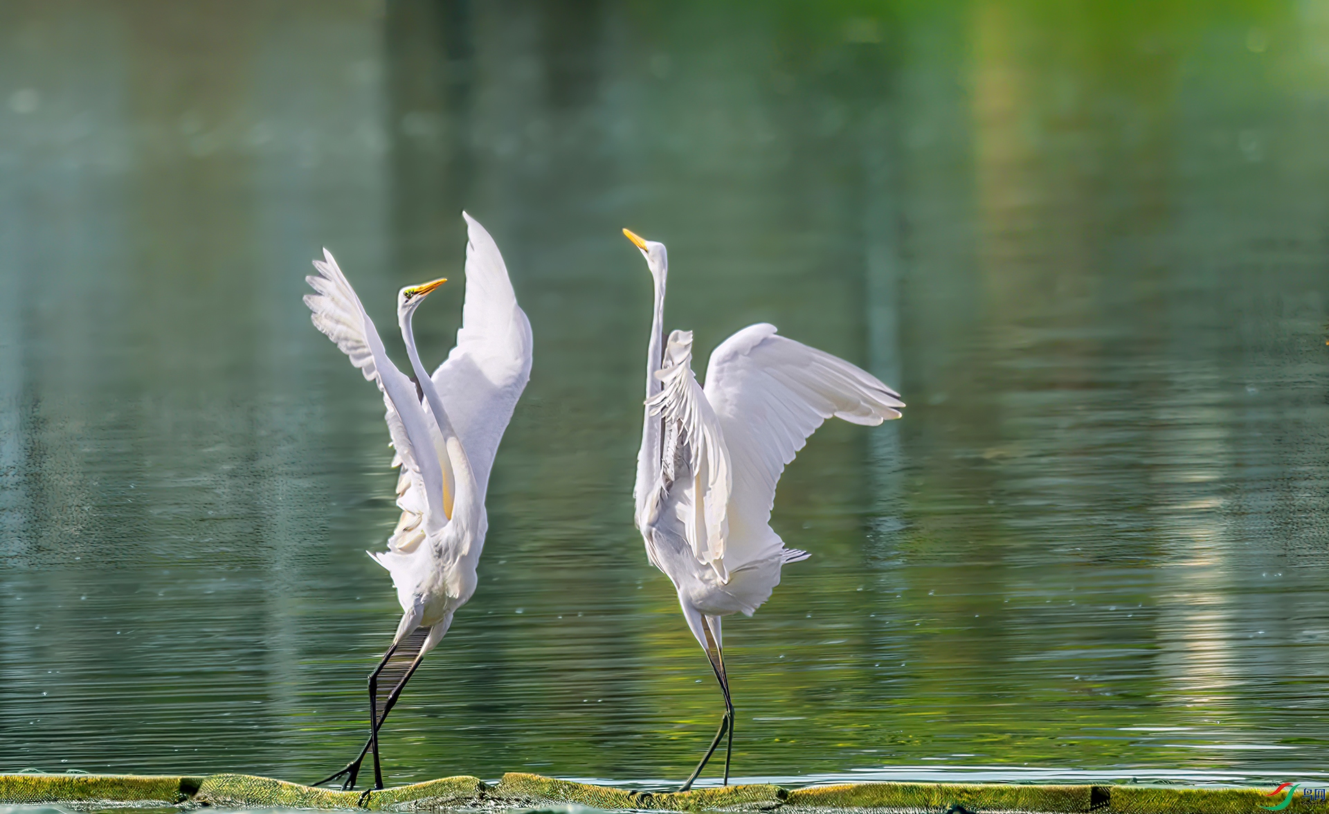 407A1201 ����-Sha---1 .jpg