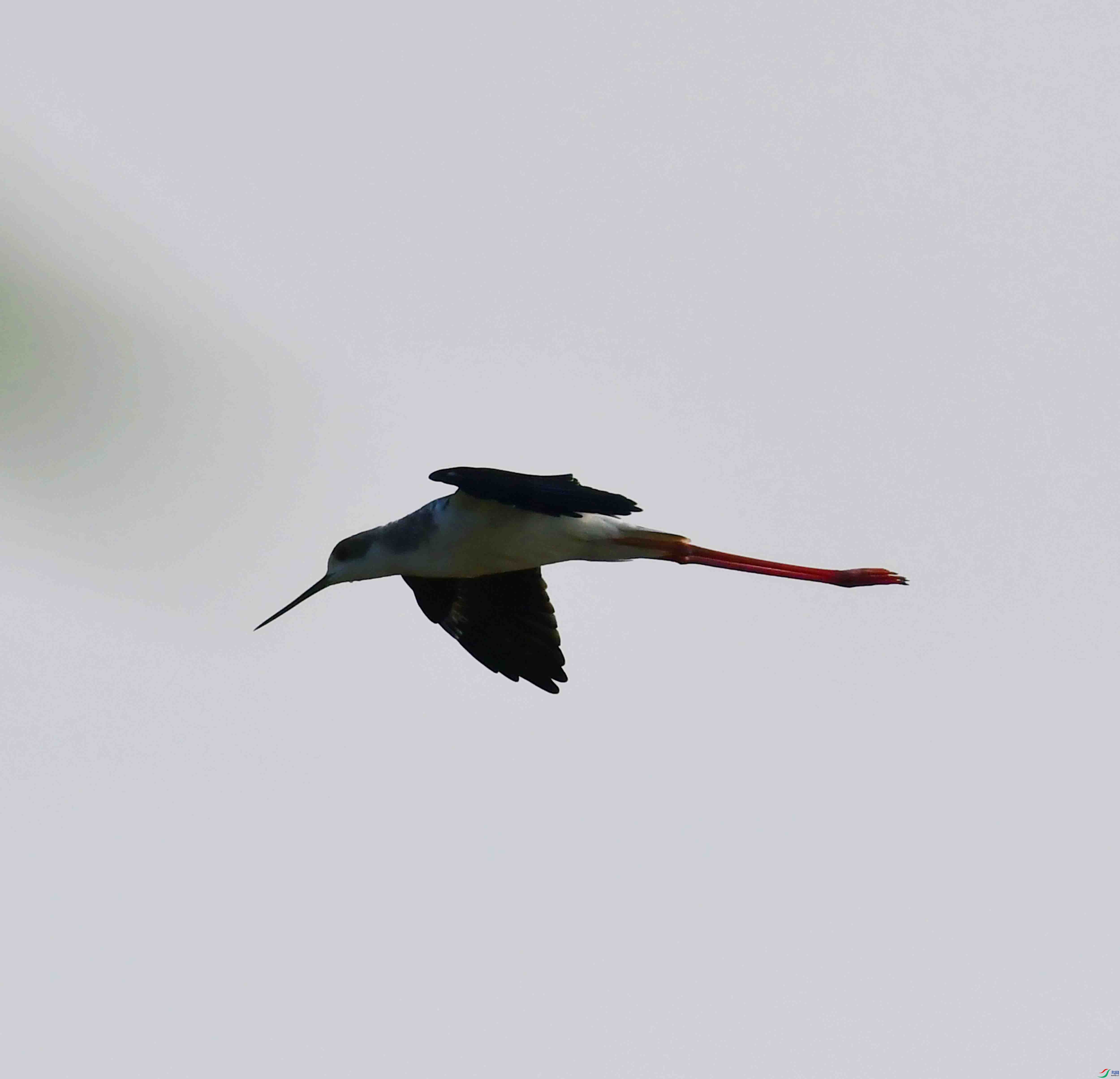DSC_0185.JPG