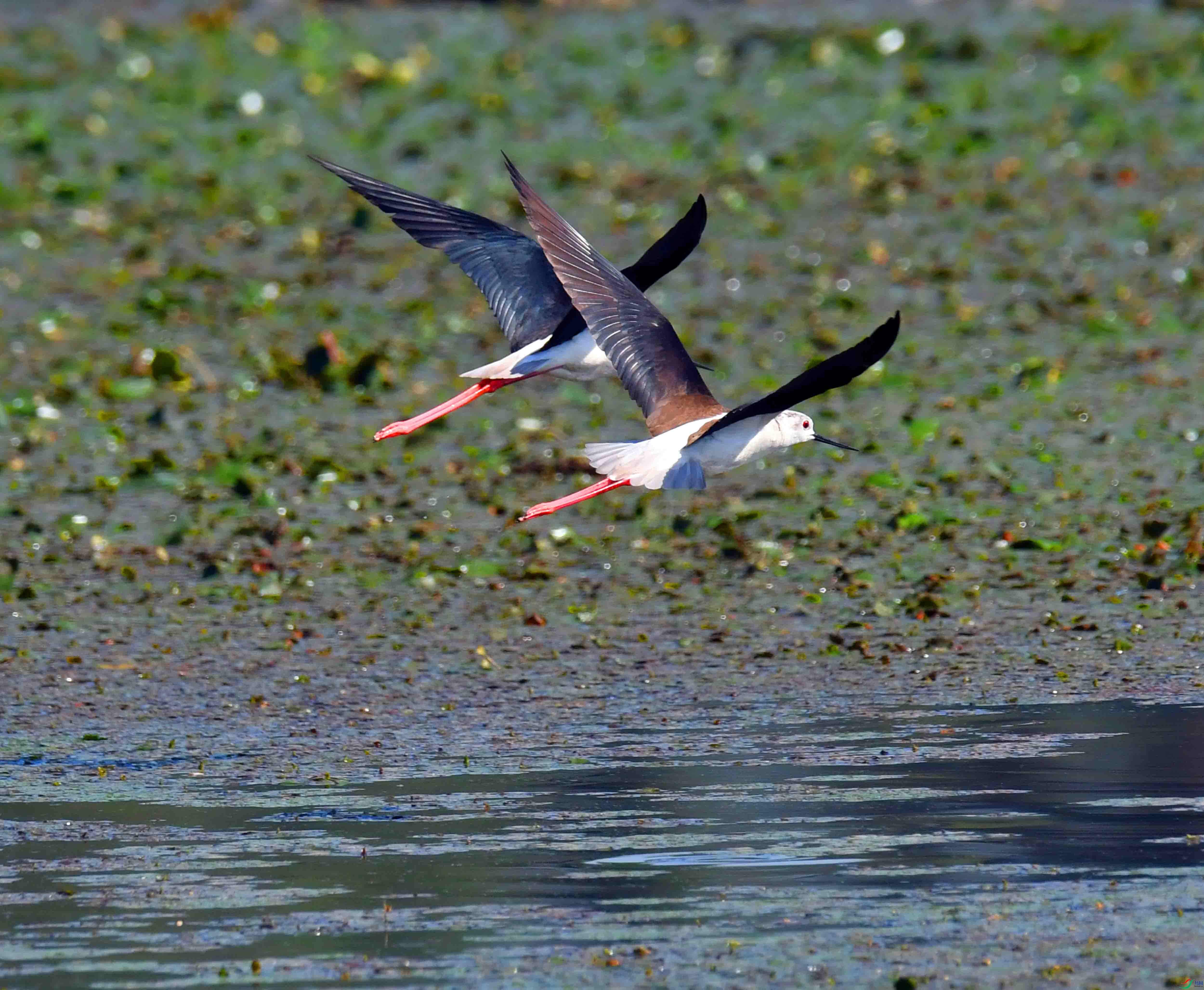 DSC_7048.JPG