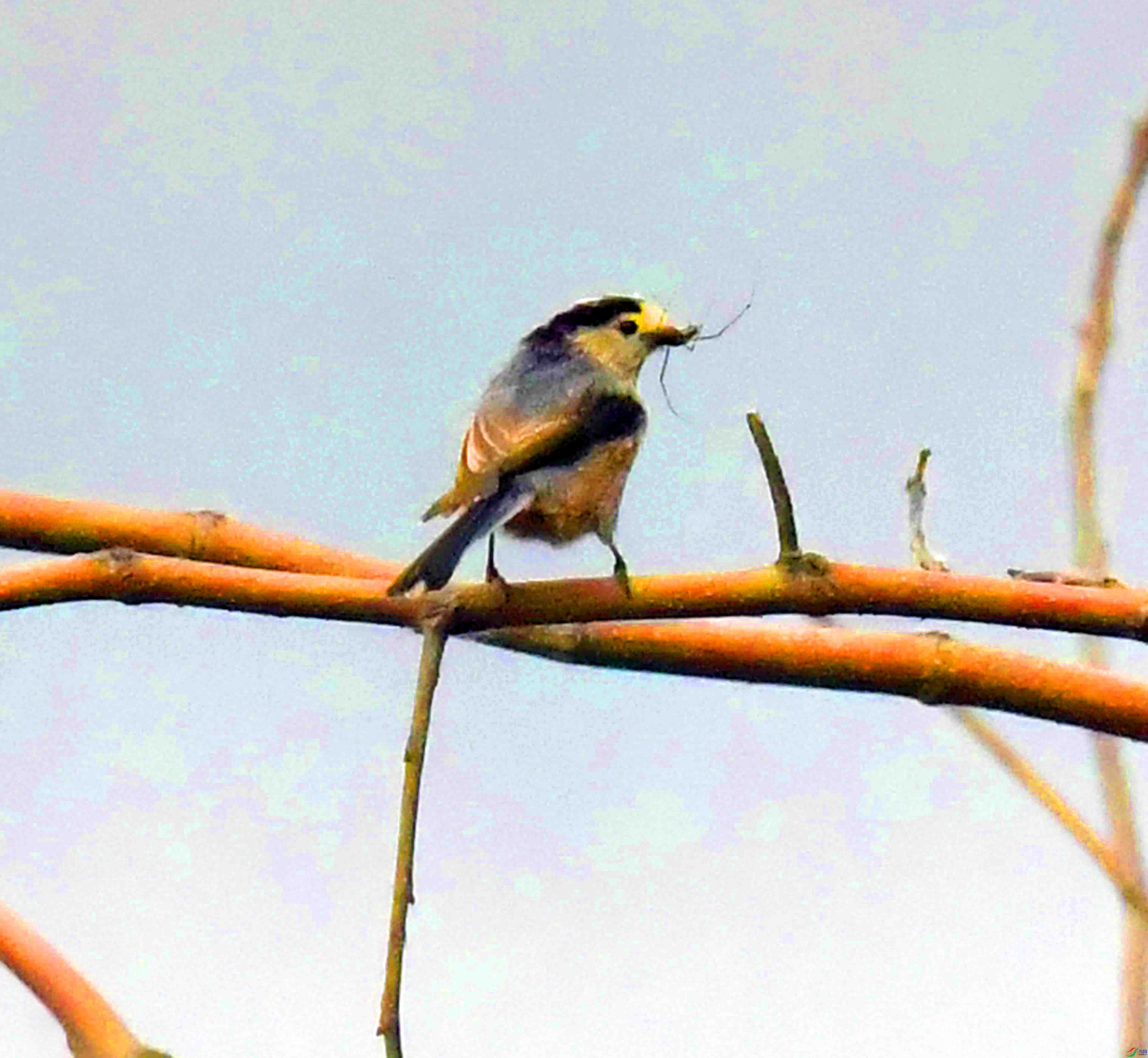 DSC_3087.JPG