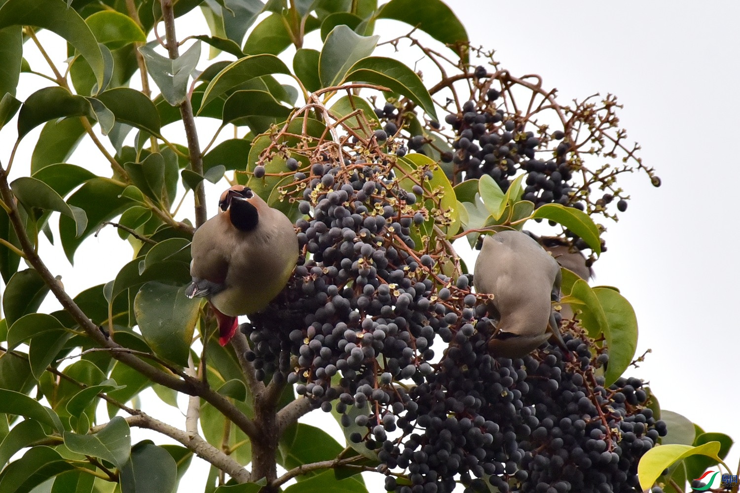 DSC_4856.JPG