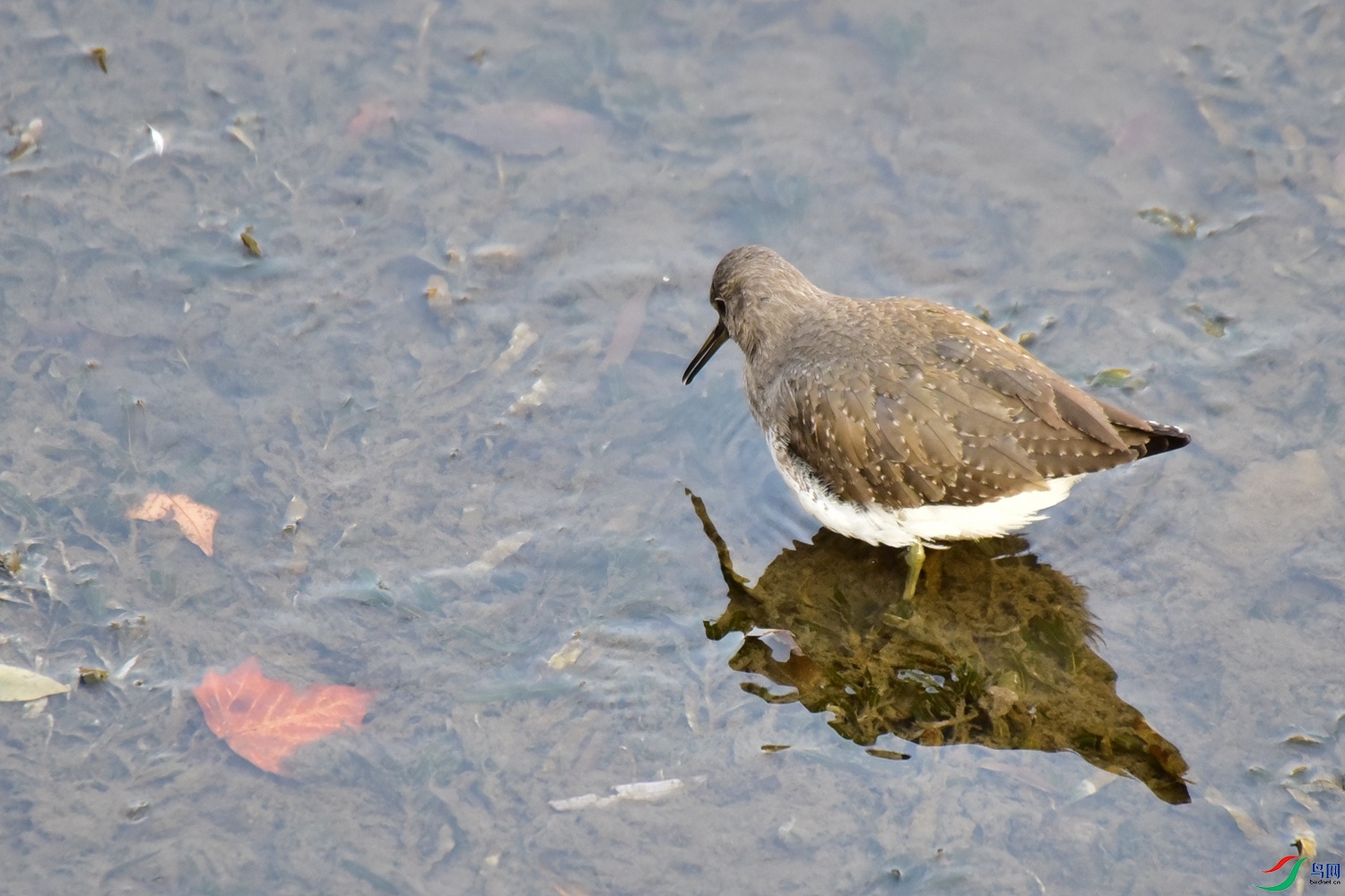 DSC_4348.JPG