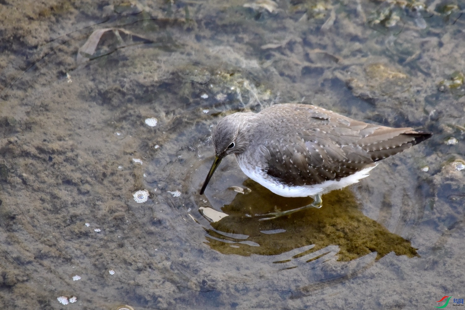 DSC_4390.JPG