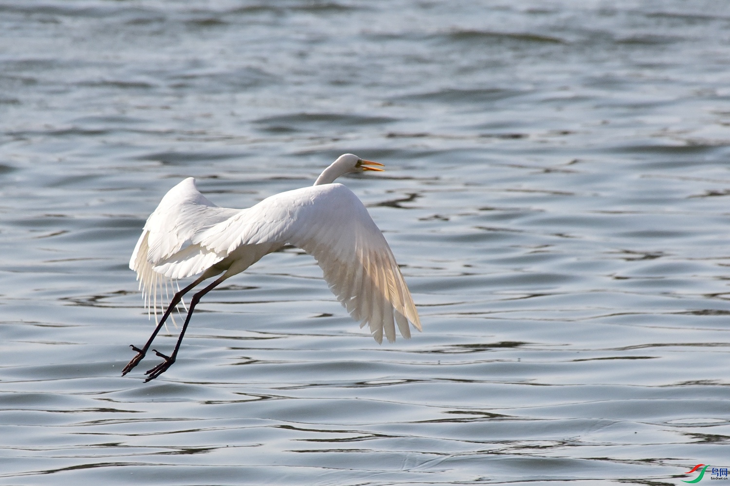 DSC_6019.JPG