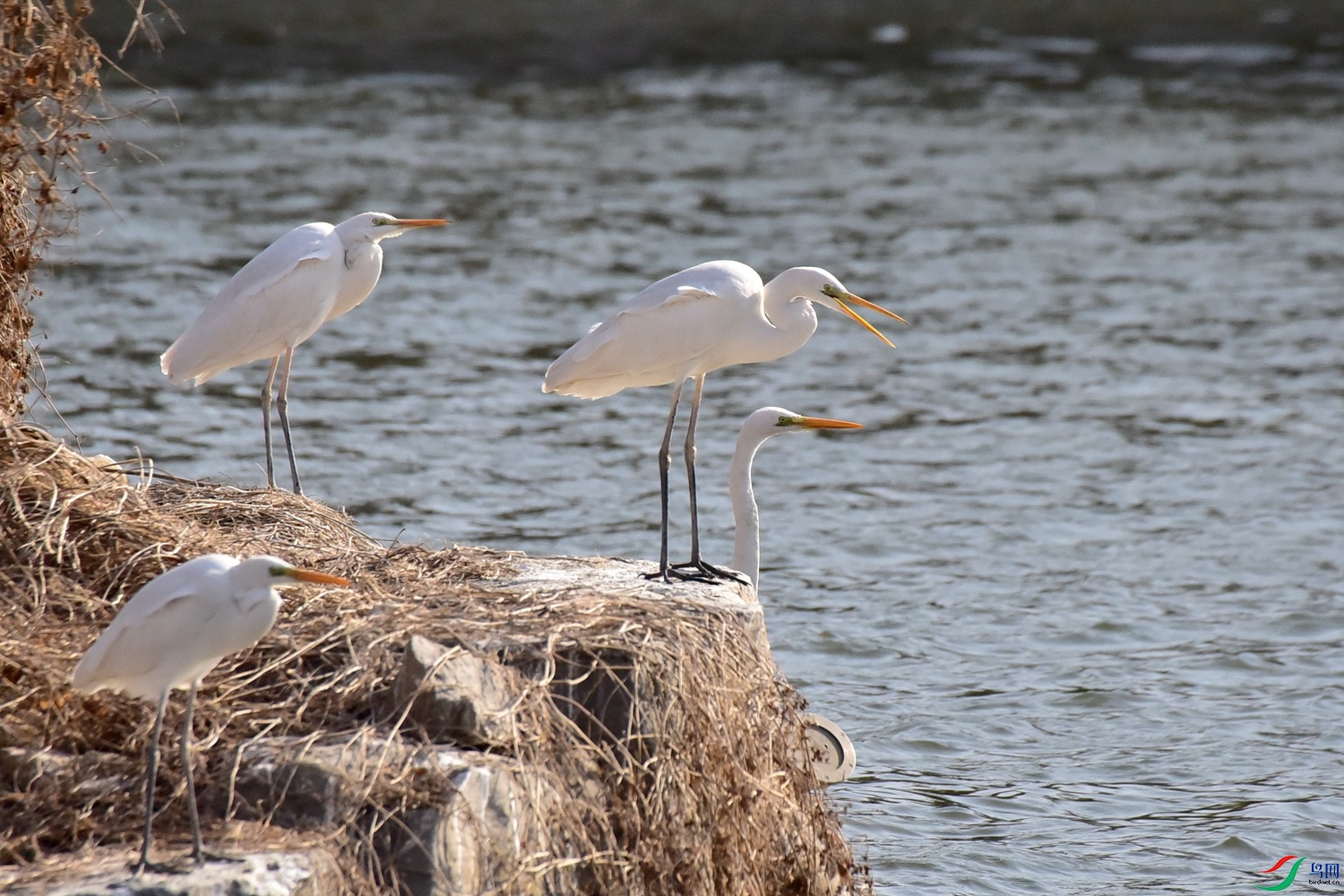 DSC_6244.JPG