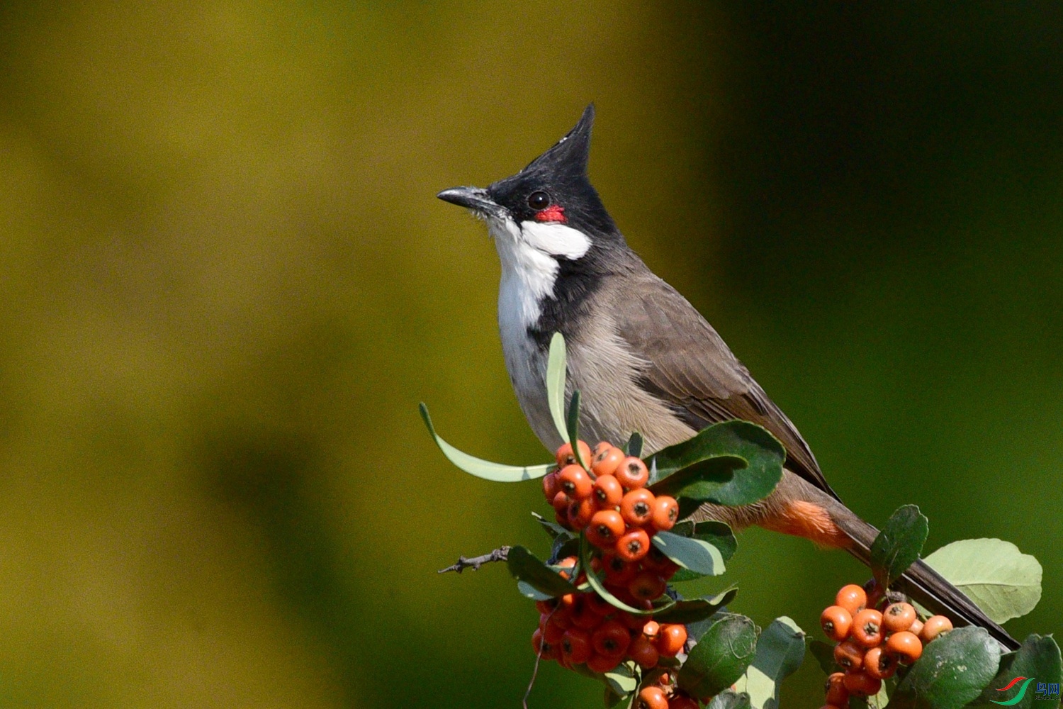 DSC_4234.JPG