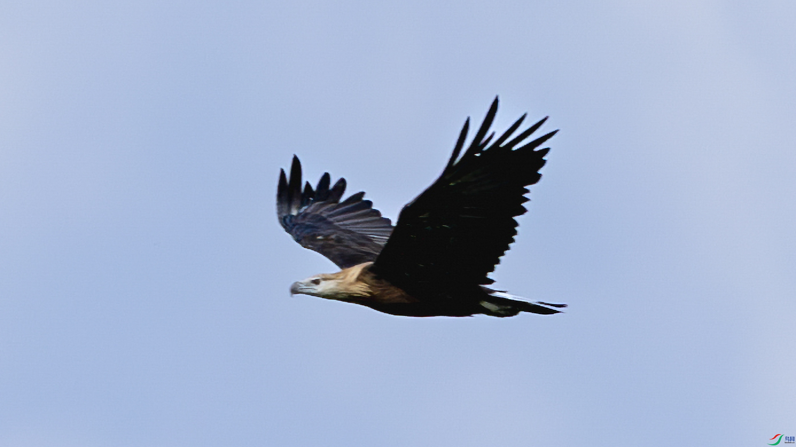 4F8A613.jpg