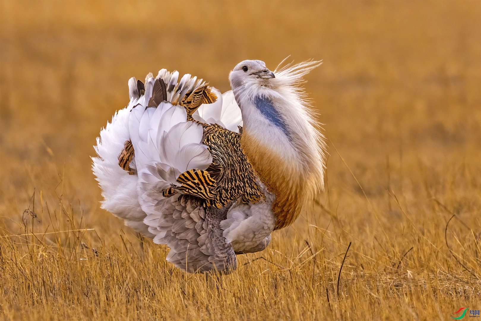 great bustard.jpg