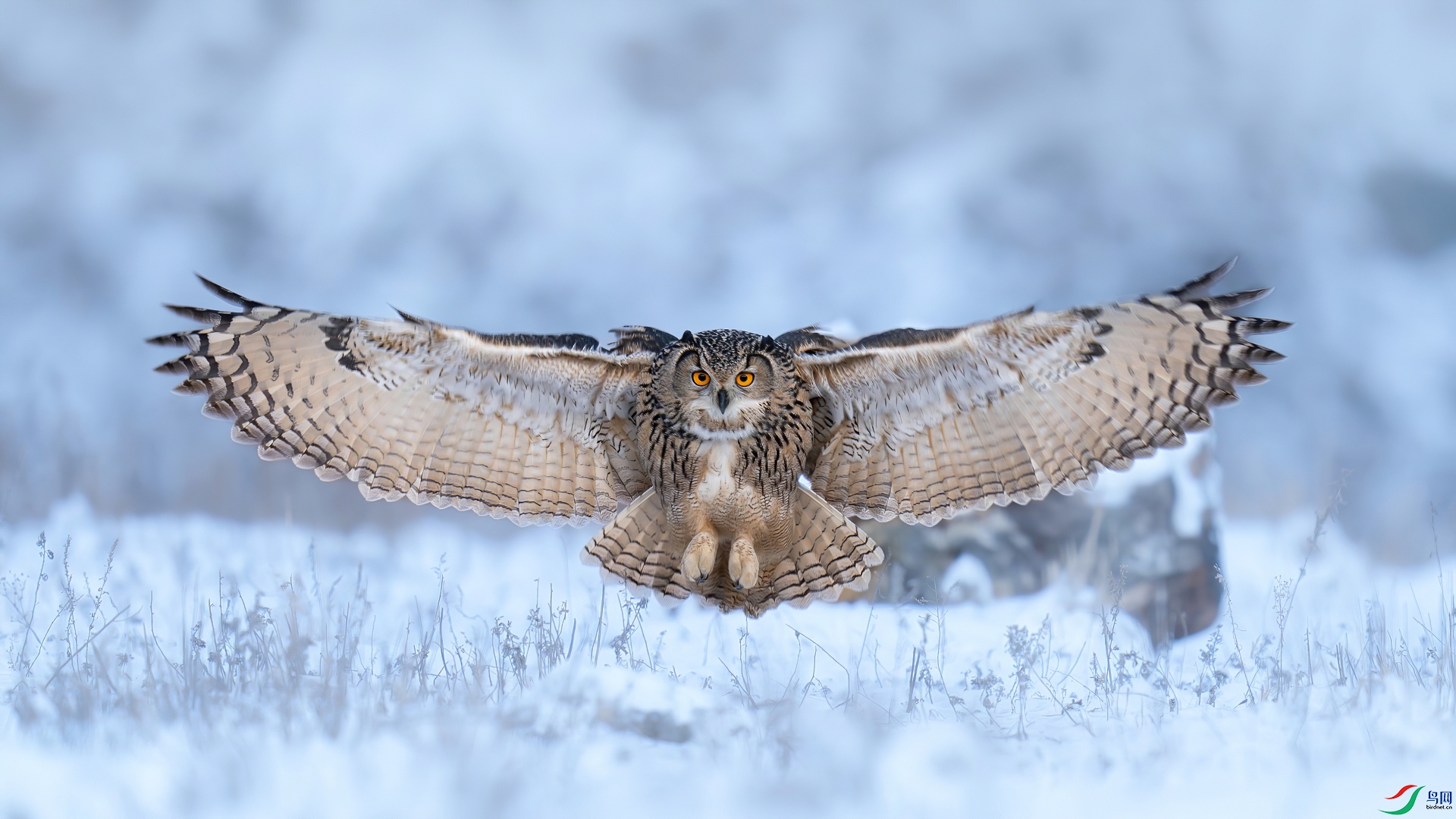 The big cat flying towards us.jpg