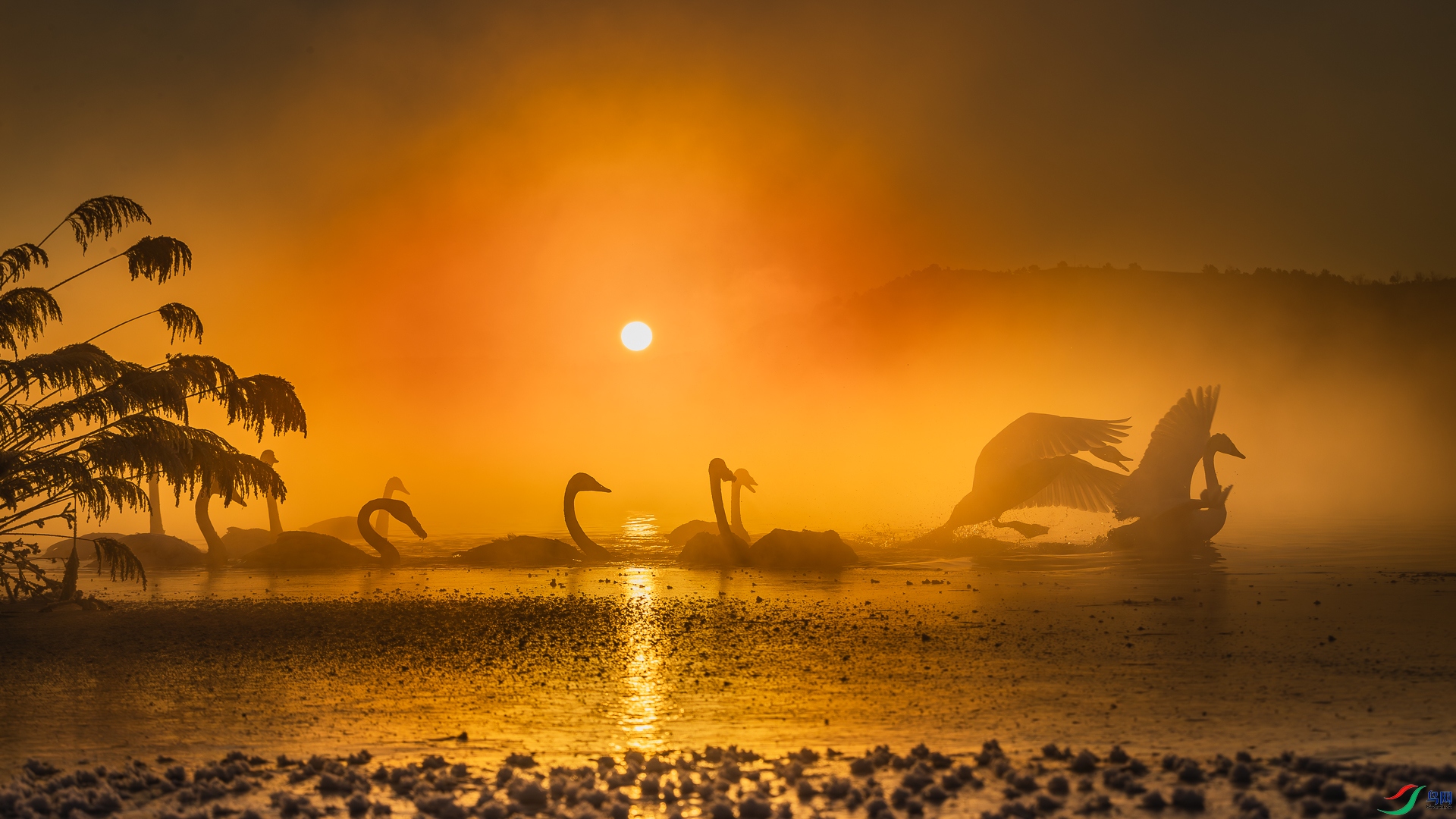 Swan song.jpg