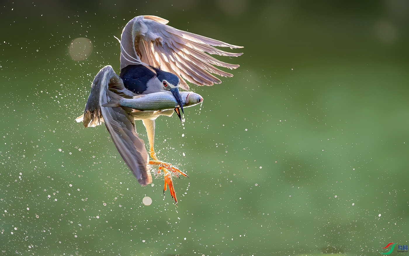 Night heron fishing.jpg