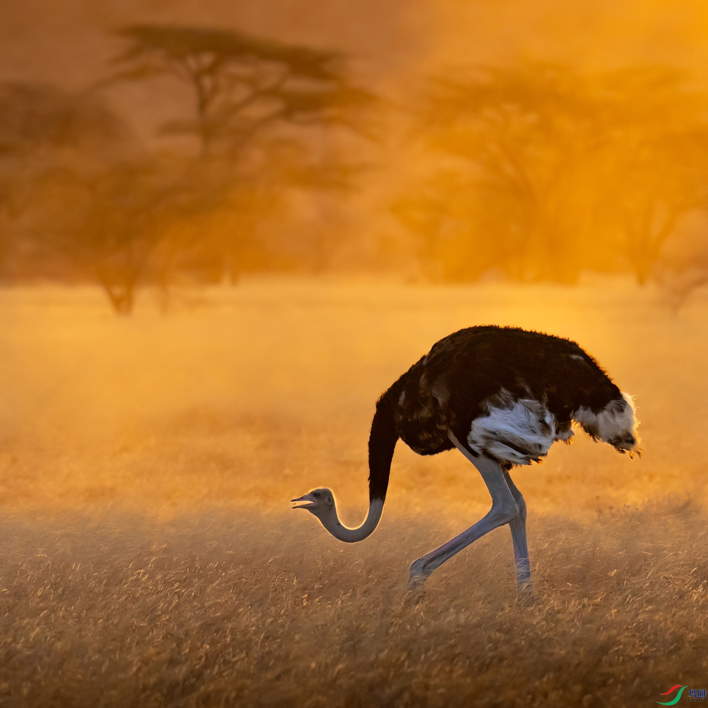 Somali ostriches catch worms.jpg