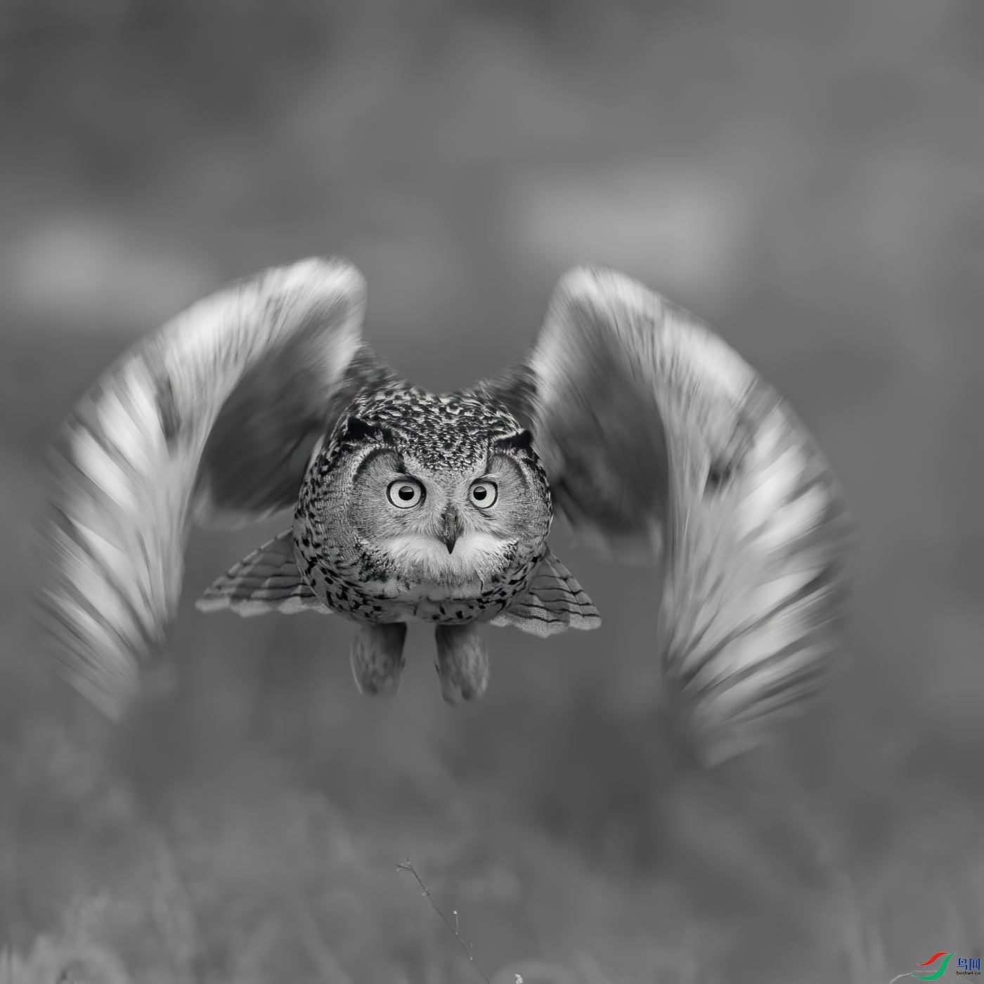 The eagle owl's gaze.jpg